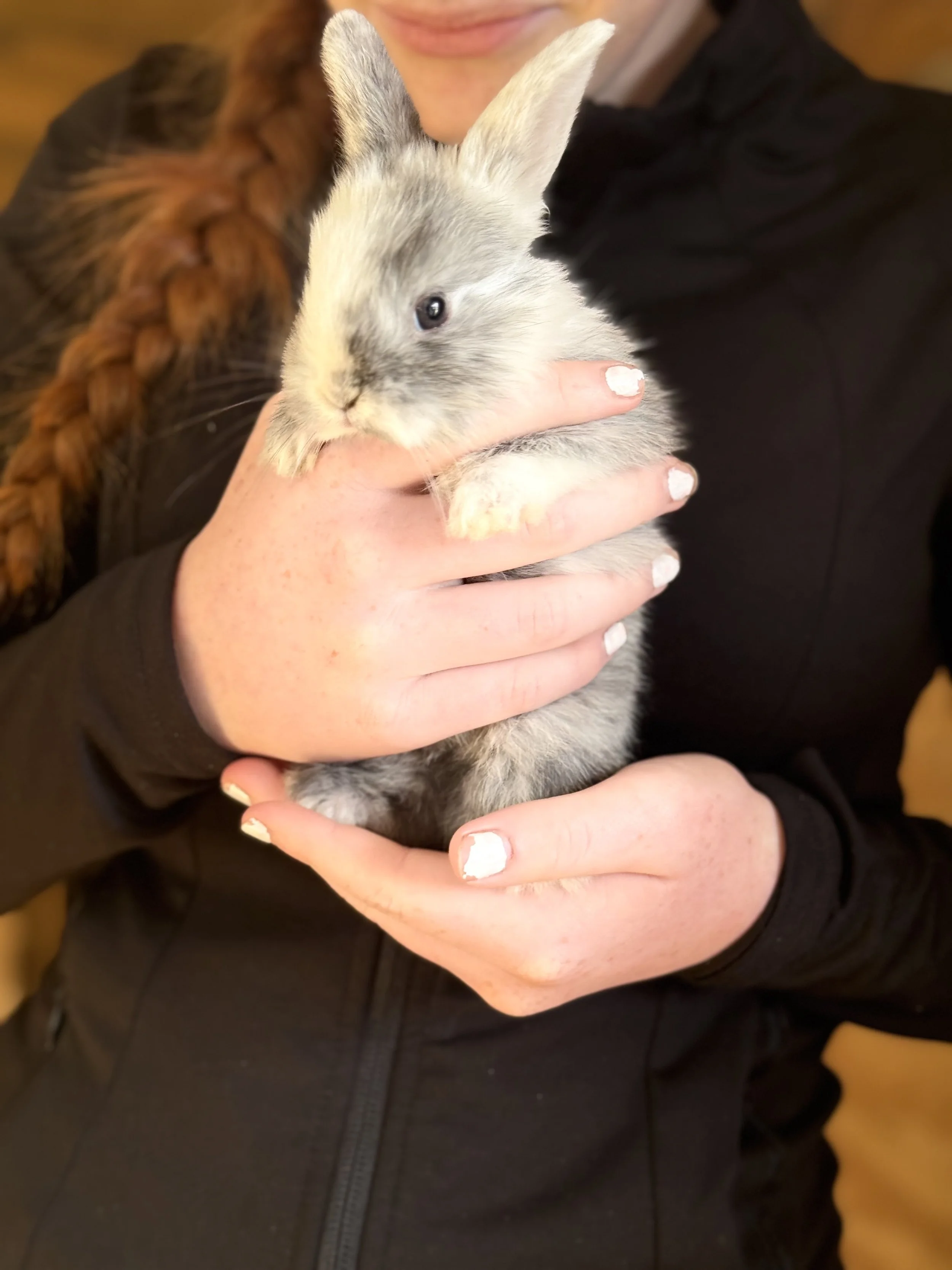 Person holding a small rabbit with gray and white fur, wearing a dark jacket.