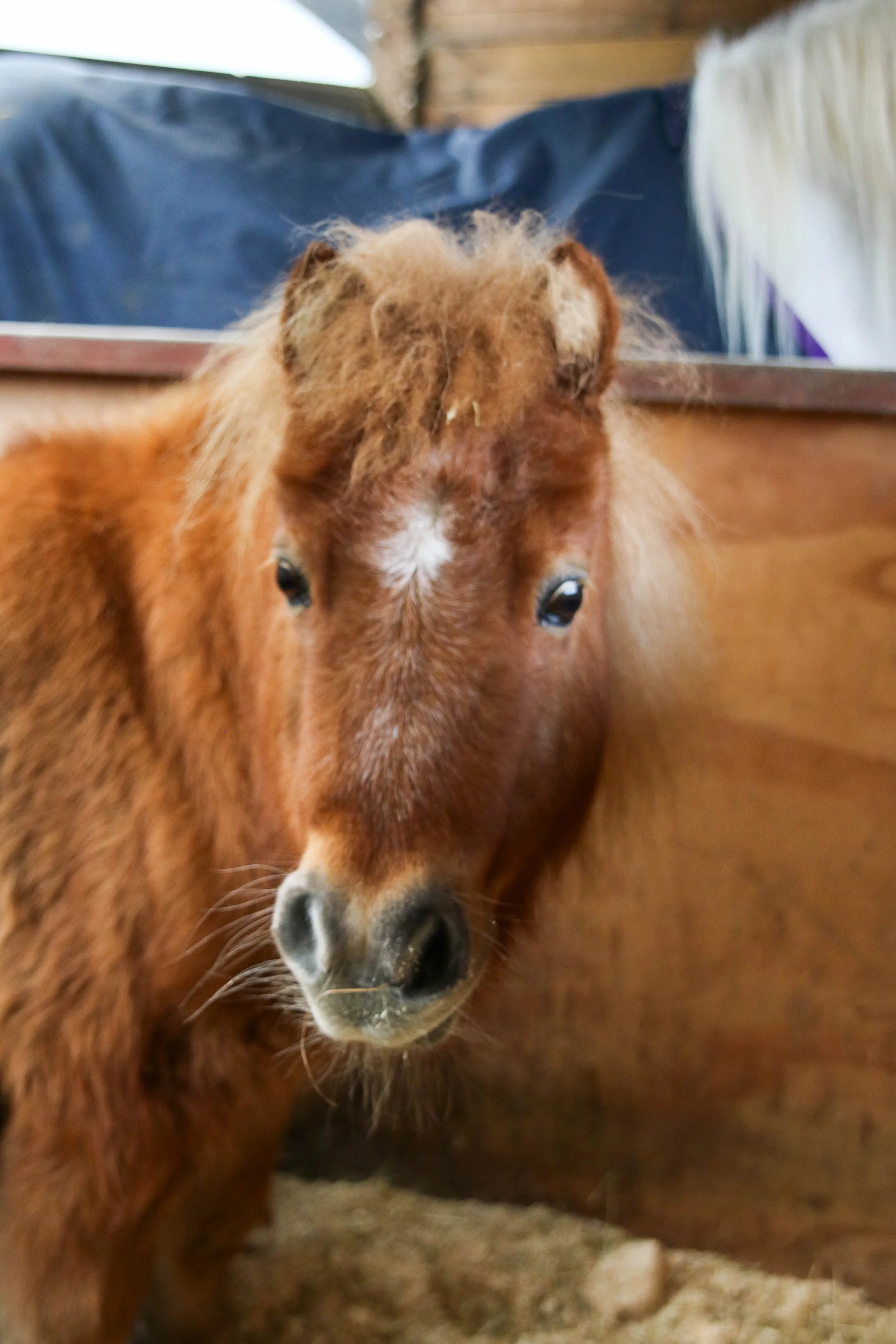 Close-up of a brown foal with a white star on its forehead, standing outside a wooden stable.