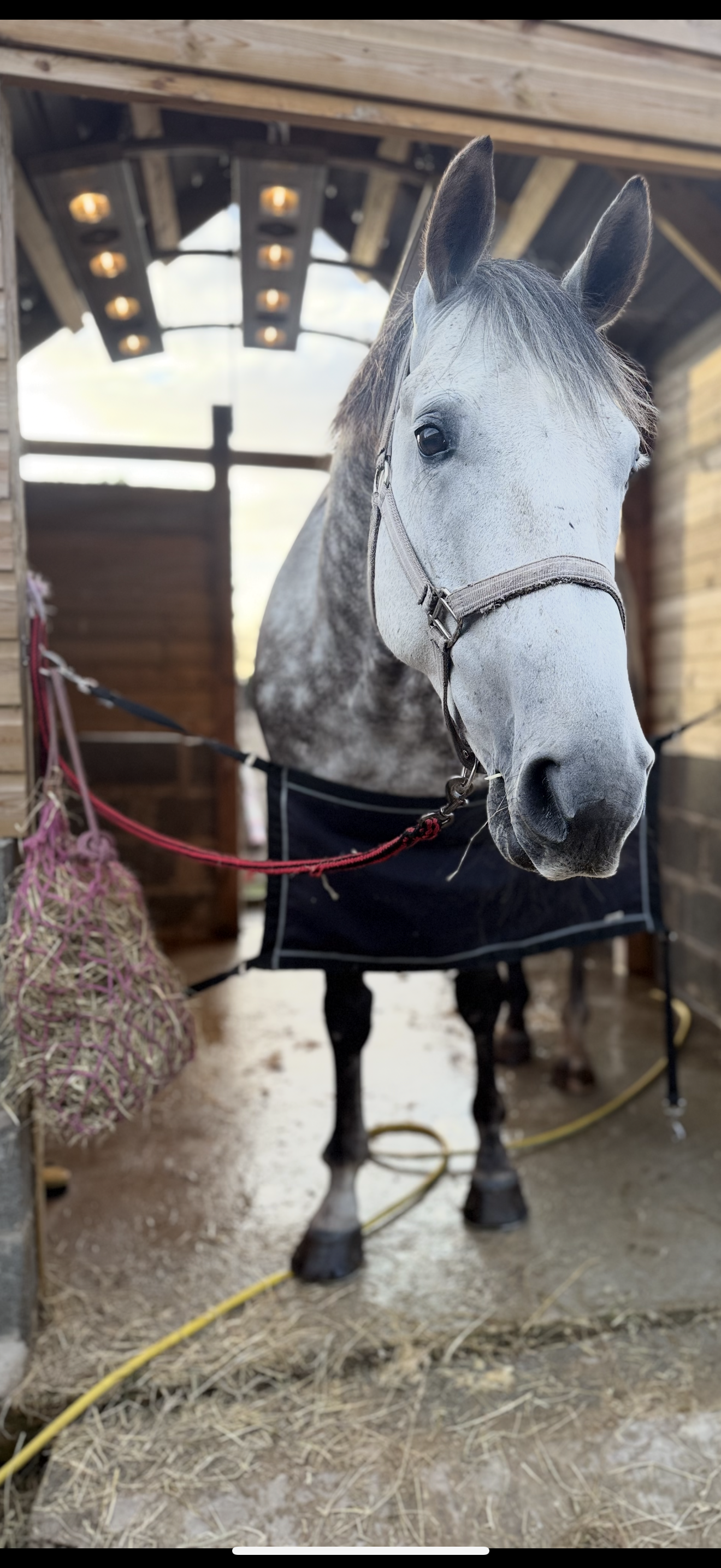 A white and gray horse with a halter on its head inside a wooden stable, looking at the camera.