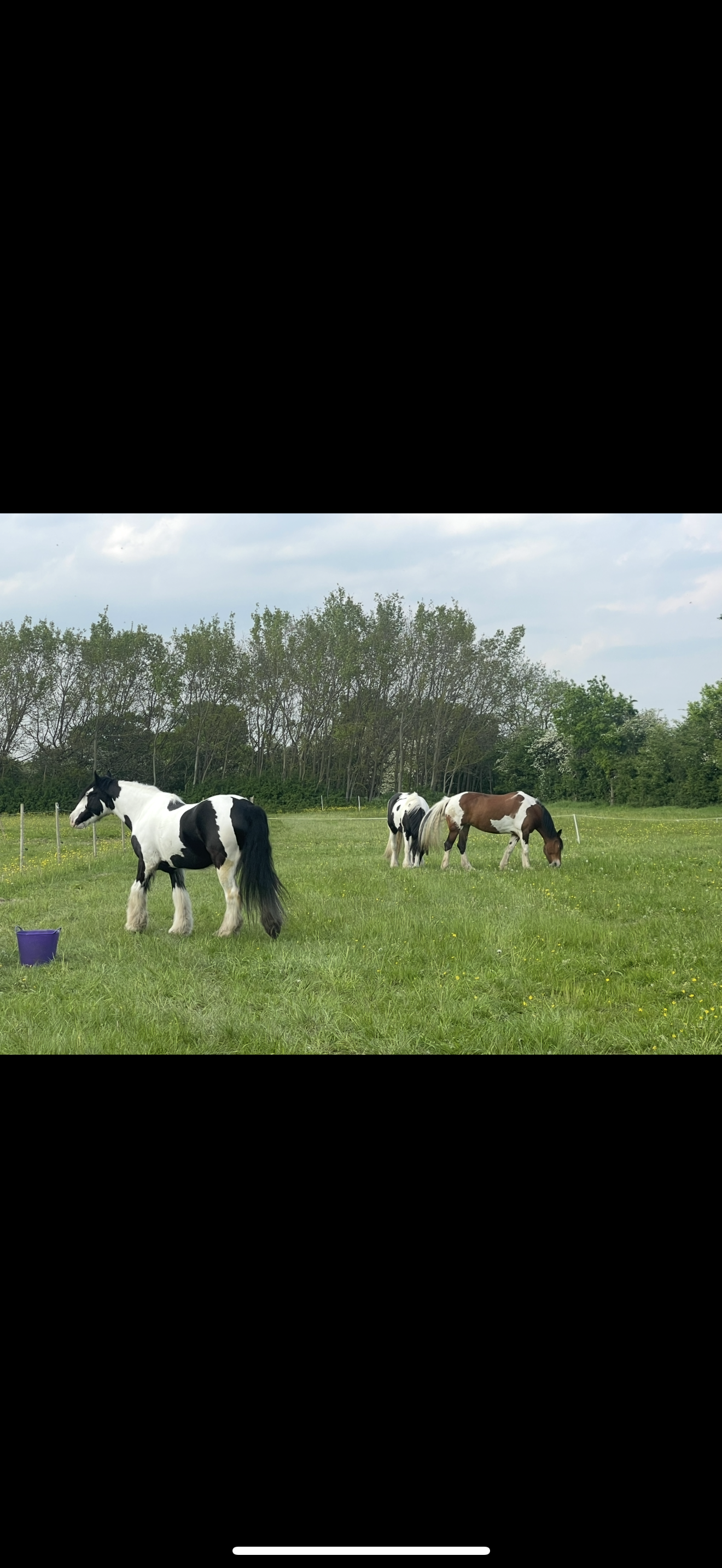 Three horses grazing in a green field with trees in the background and a cloudy sky.