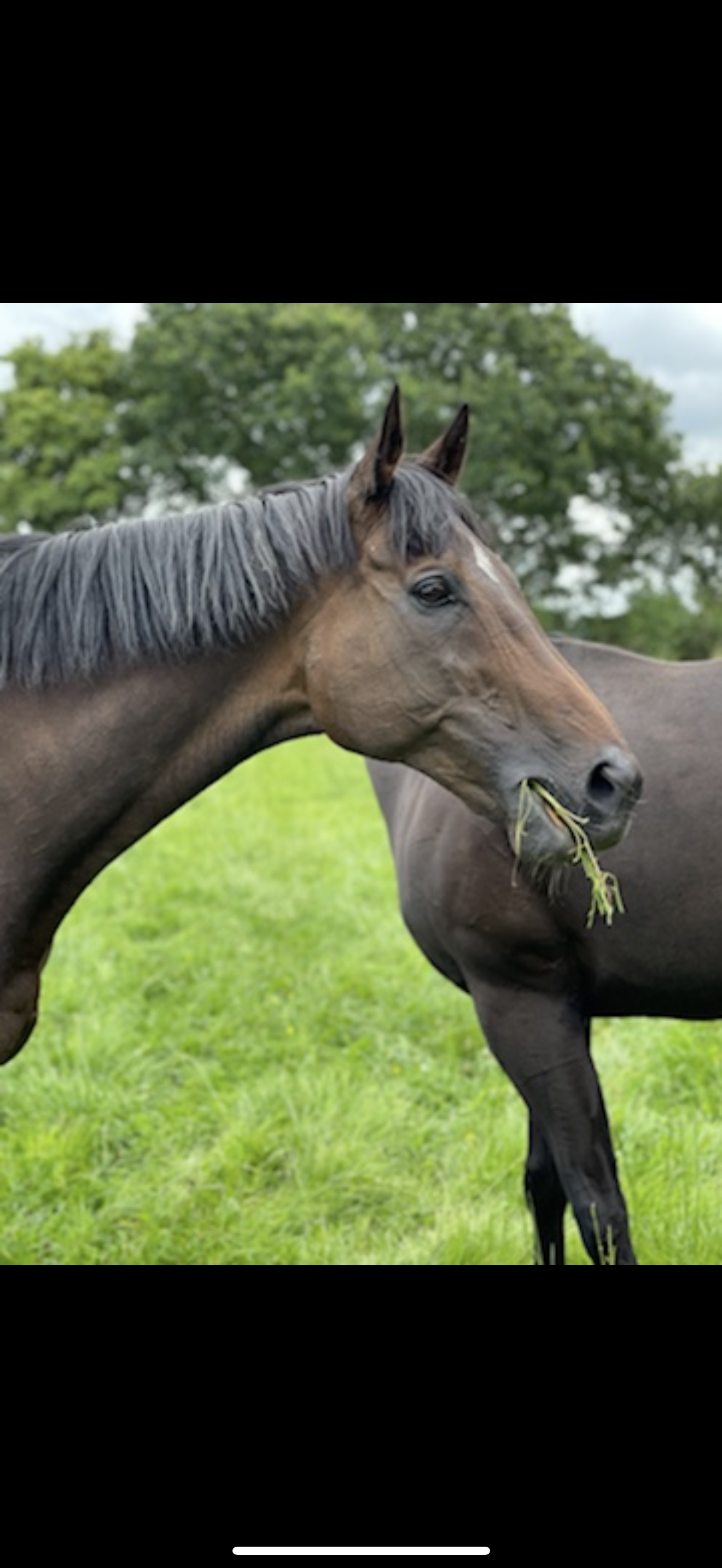 A brown horse with a black mane is chewing on grass in a green field with trees in the background.