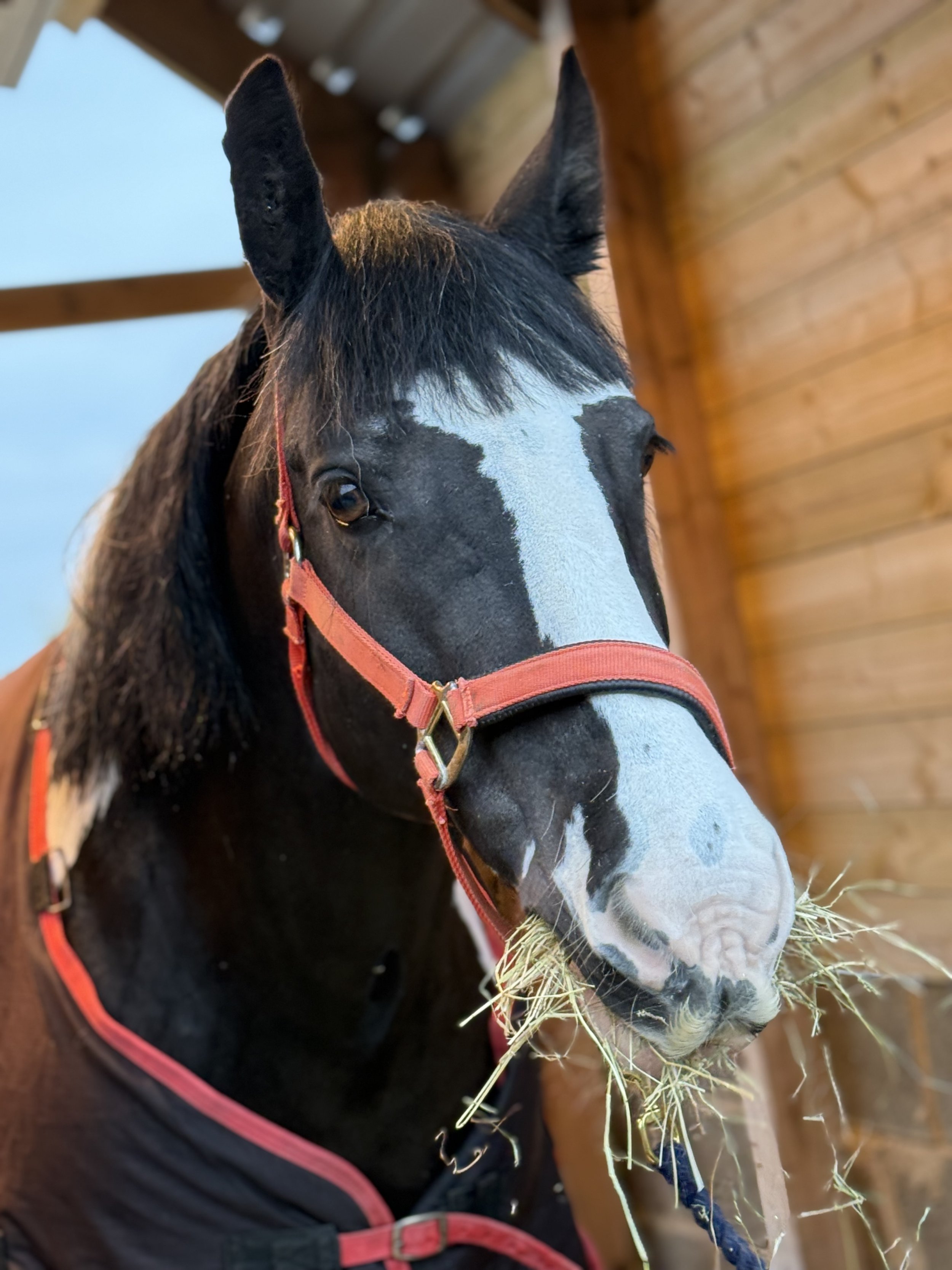 A black and white horse with a red halter inside a wooden stable, eating hay.