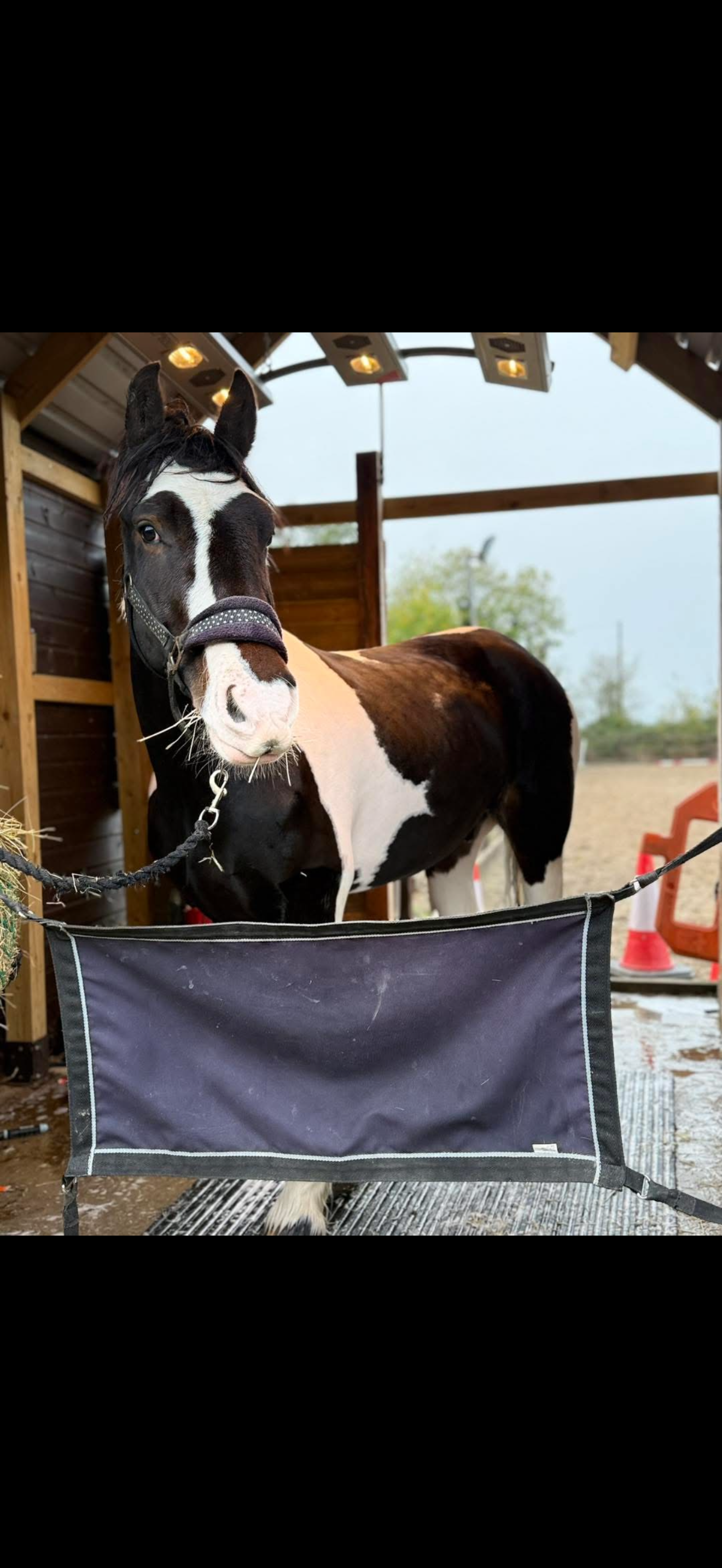 Black and white horse standing inside a wooden shelter with orange traffic cones visible outside.