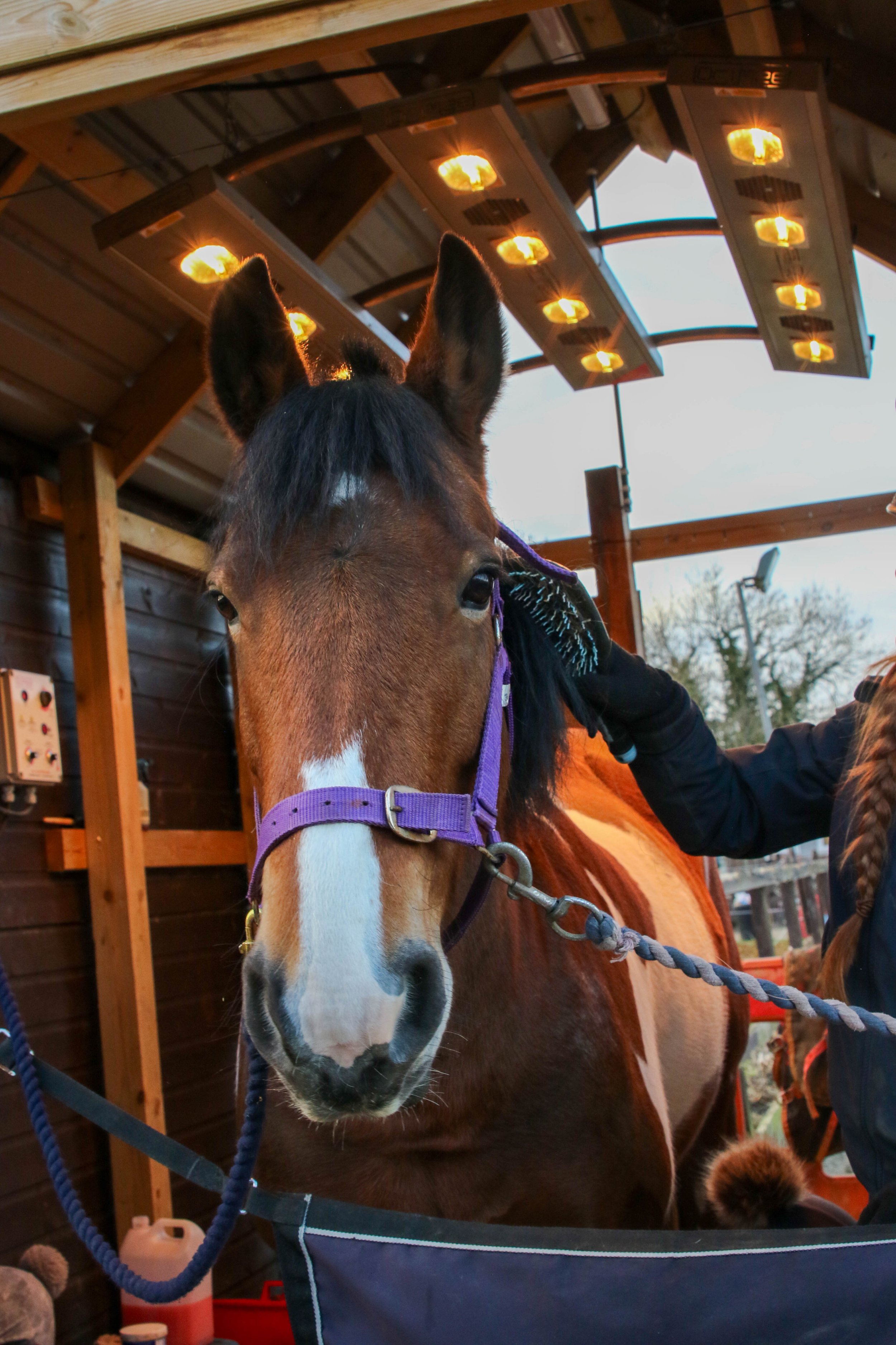 Close-up of a brown horse with a black mane wearing a purple halter, standing in a wooden stable, with the owner petting it.