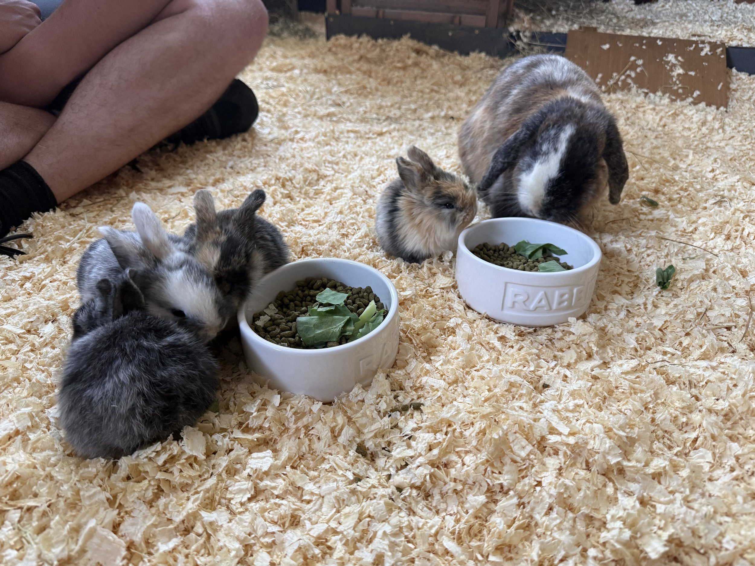 Several small rabbits, some with mixed fur colors, are gathered around two white bowls filled with rabbit food and green leaves inside a space with wood shavings on the floor. A person is kneeling nearby.
