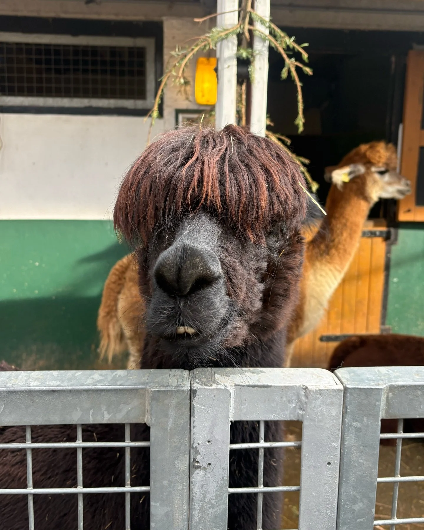 Weekly trip to see our neighbours @vauxhallfarm to keep those creative juices flowing 🐰🐷🦙

#londondesignagency #communicationsagency #londondesignstudio #designstudio #vauxhallcityfarm