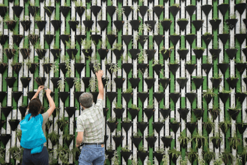 Personas plantando plantas en un muro