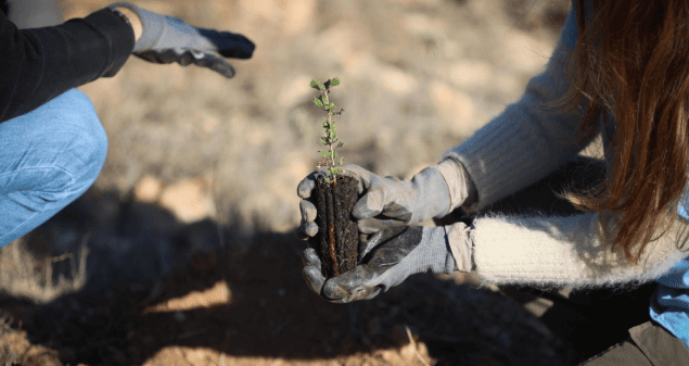 Regenera Natura sembrando arboles