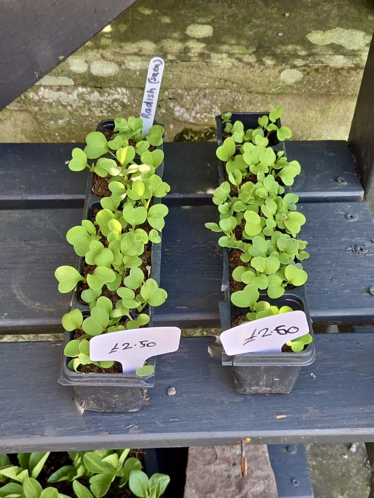 Plant sale - south powys green minds