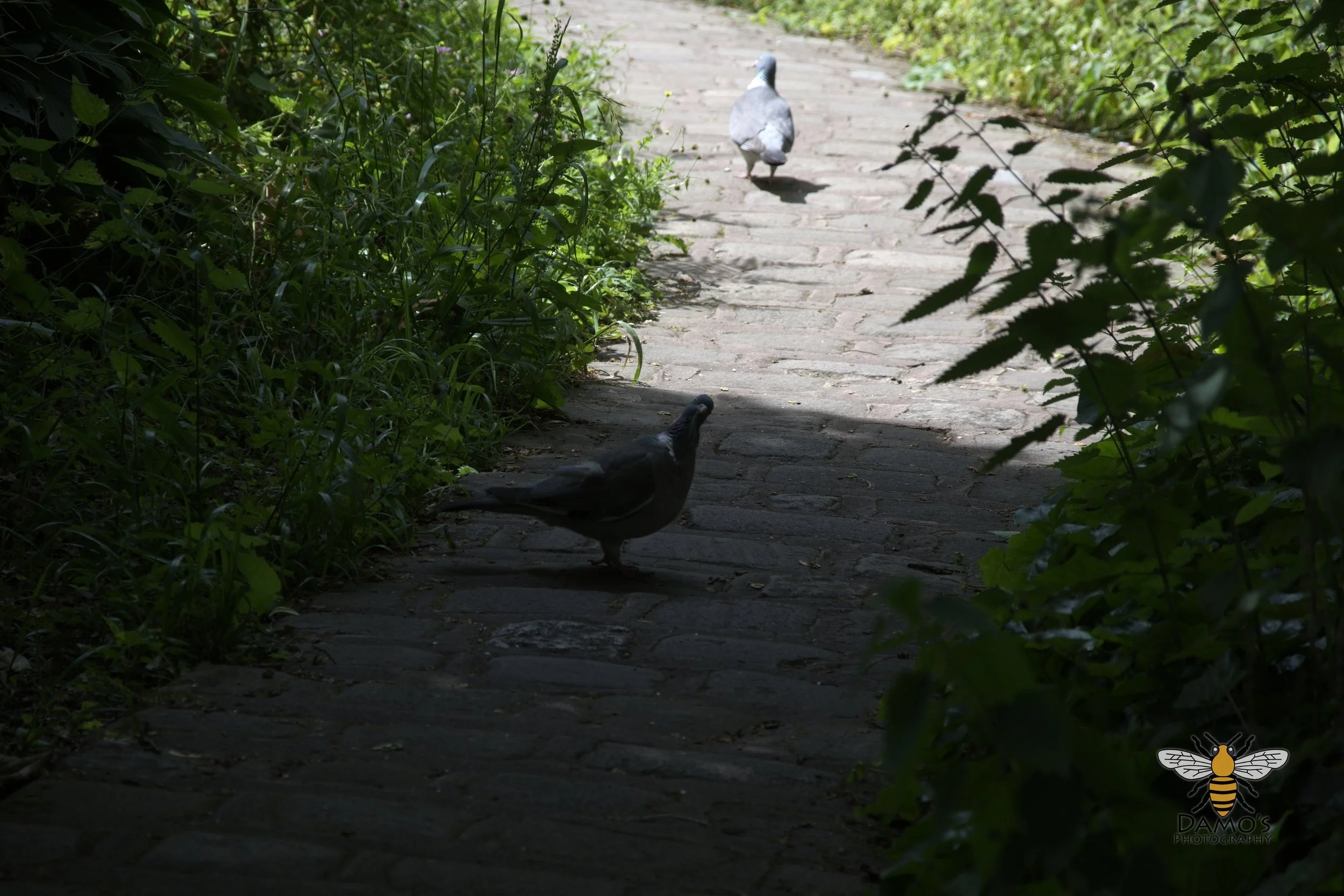 DSC_1602.jpg