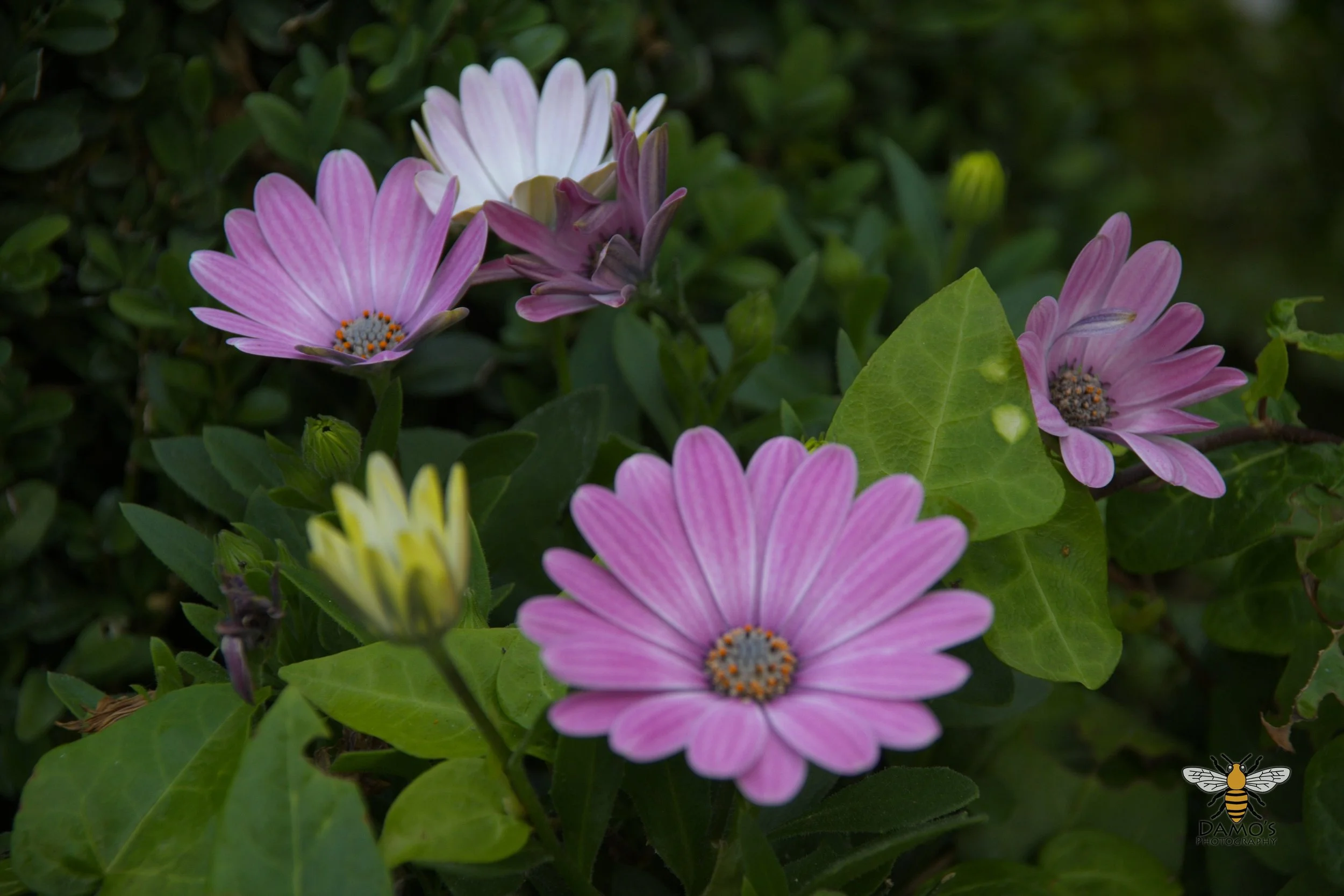 DSC_1461.jpg
