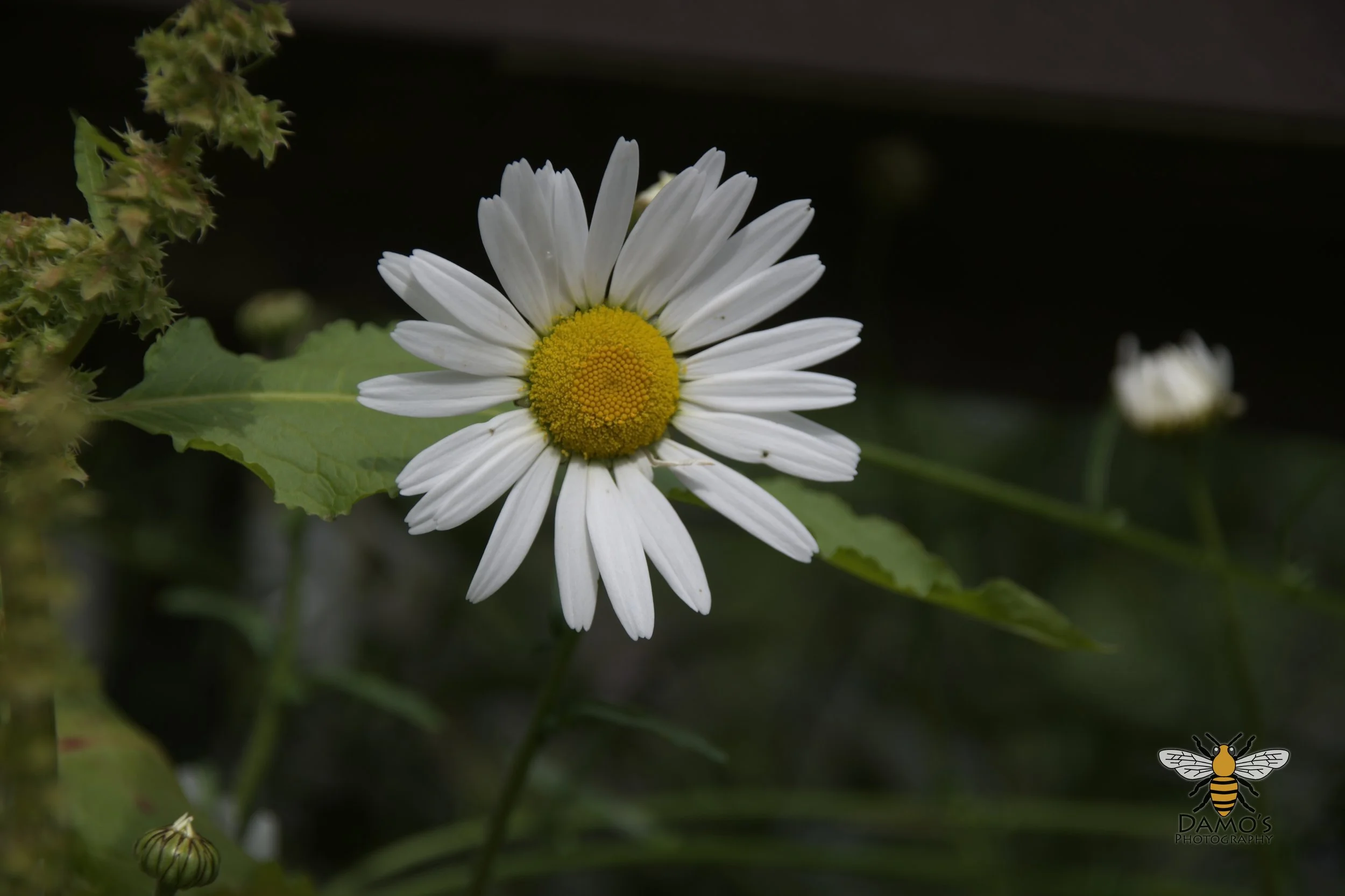 DSC_1529.jpg