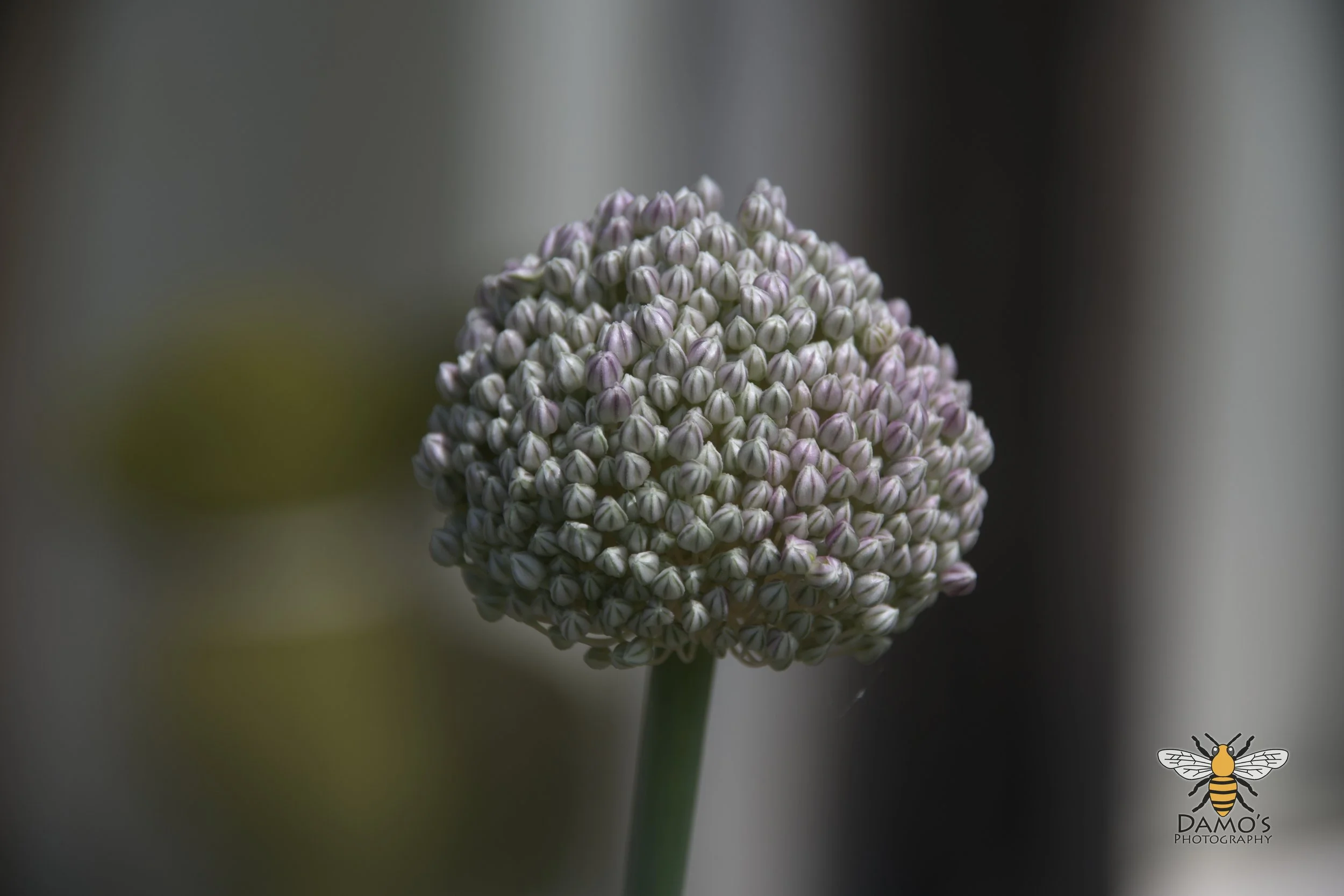 DSC_1501.jpg