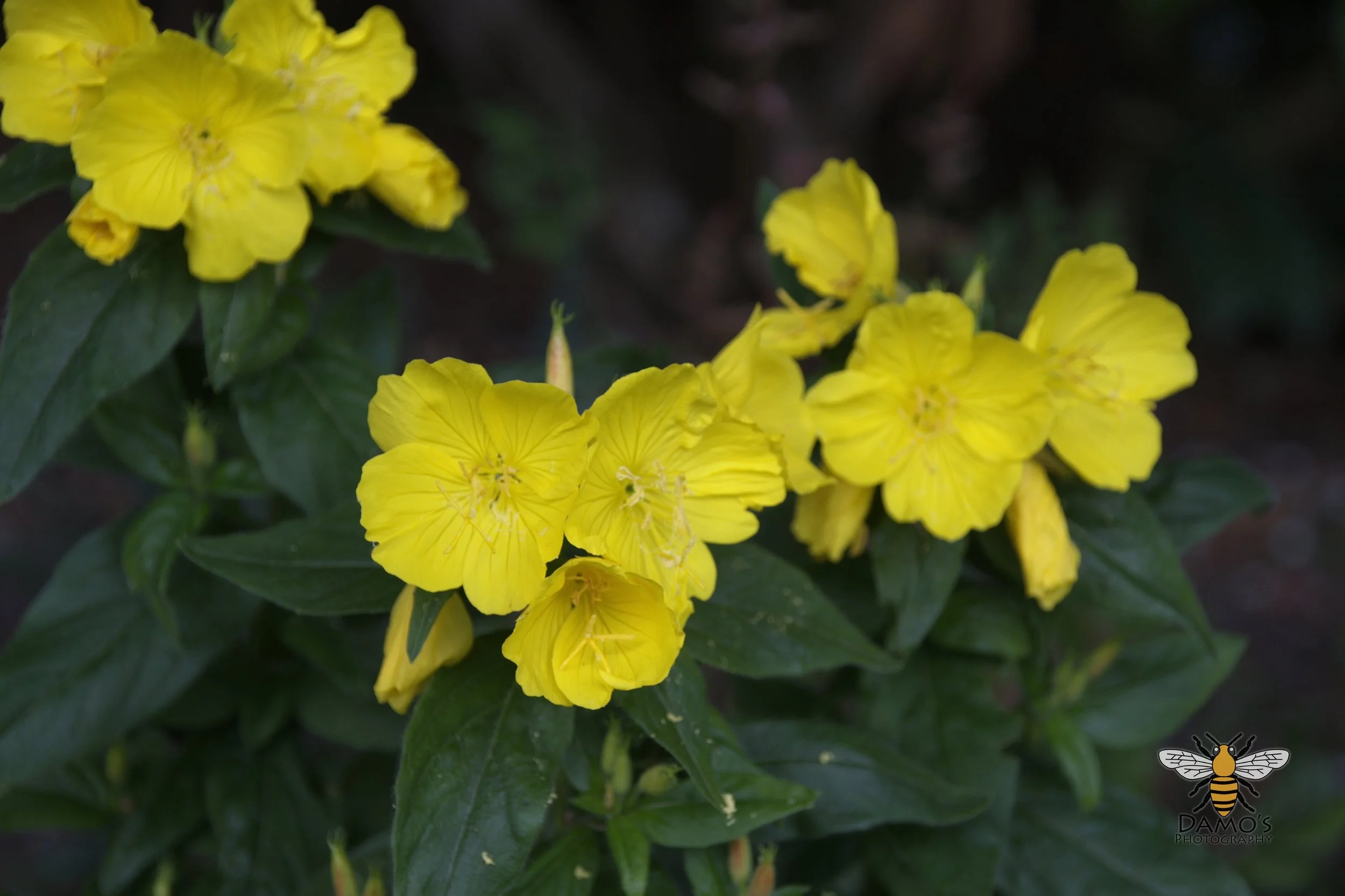 DSC_1542.jpg
