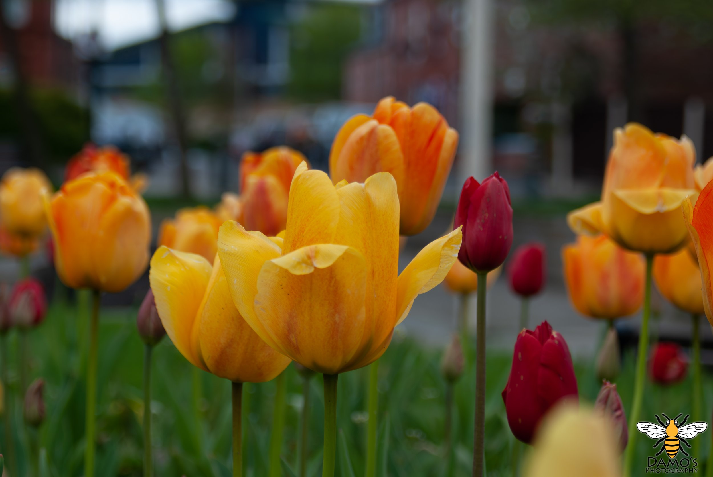 DSC_0021-Enhanced-NR.jpg