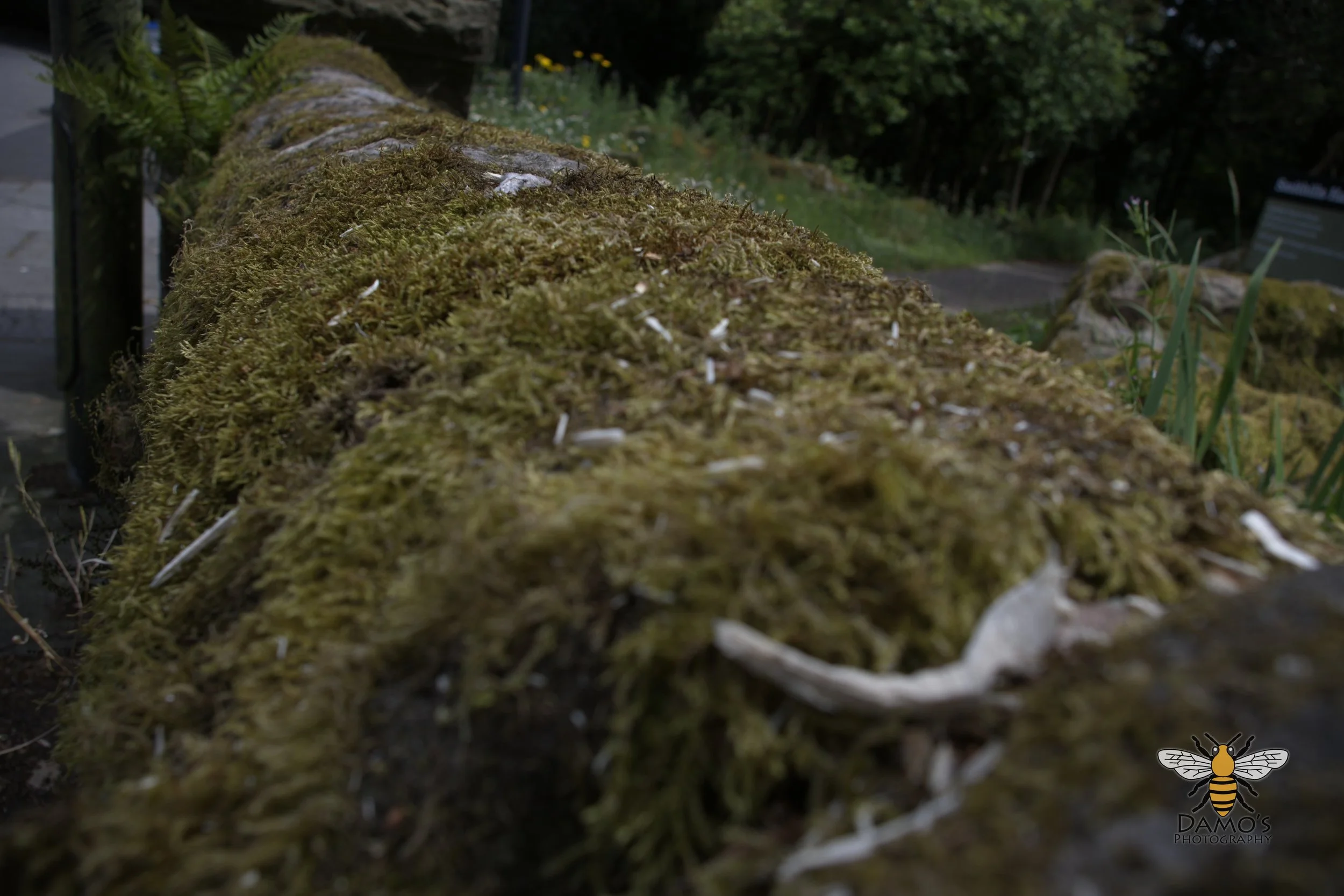 DSC_1593.jpg