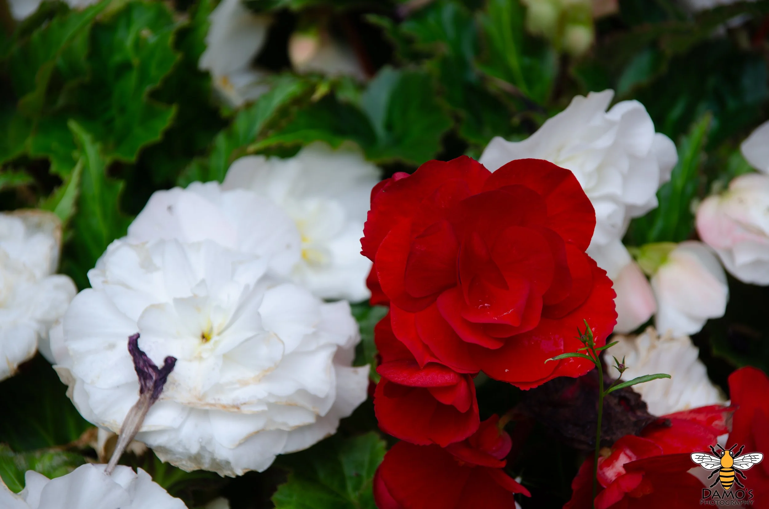 DSC_7537-Enhanced-NR.jpg