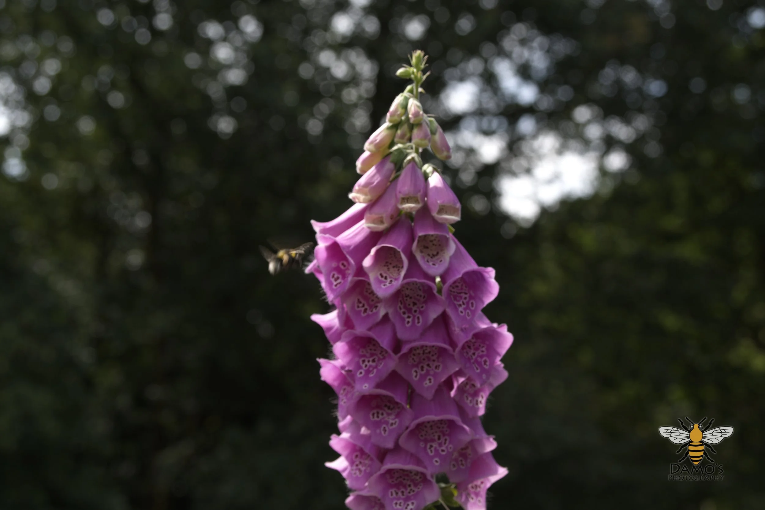 DSC_1498.jpg