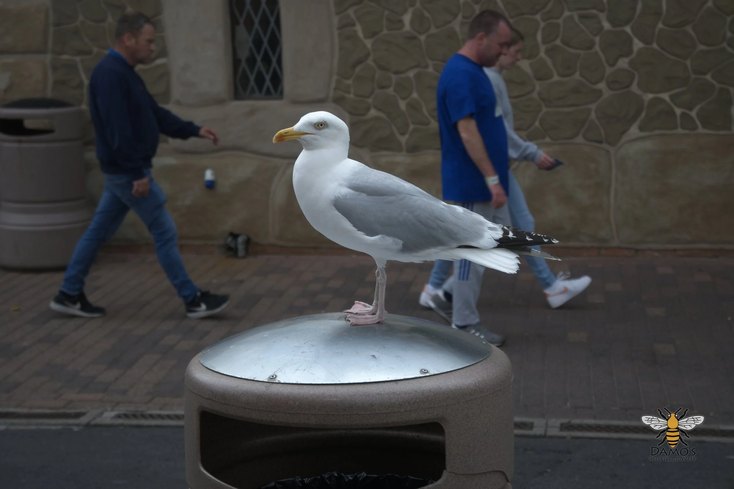 DSC_1680.jpg