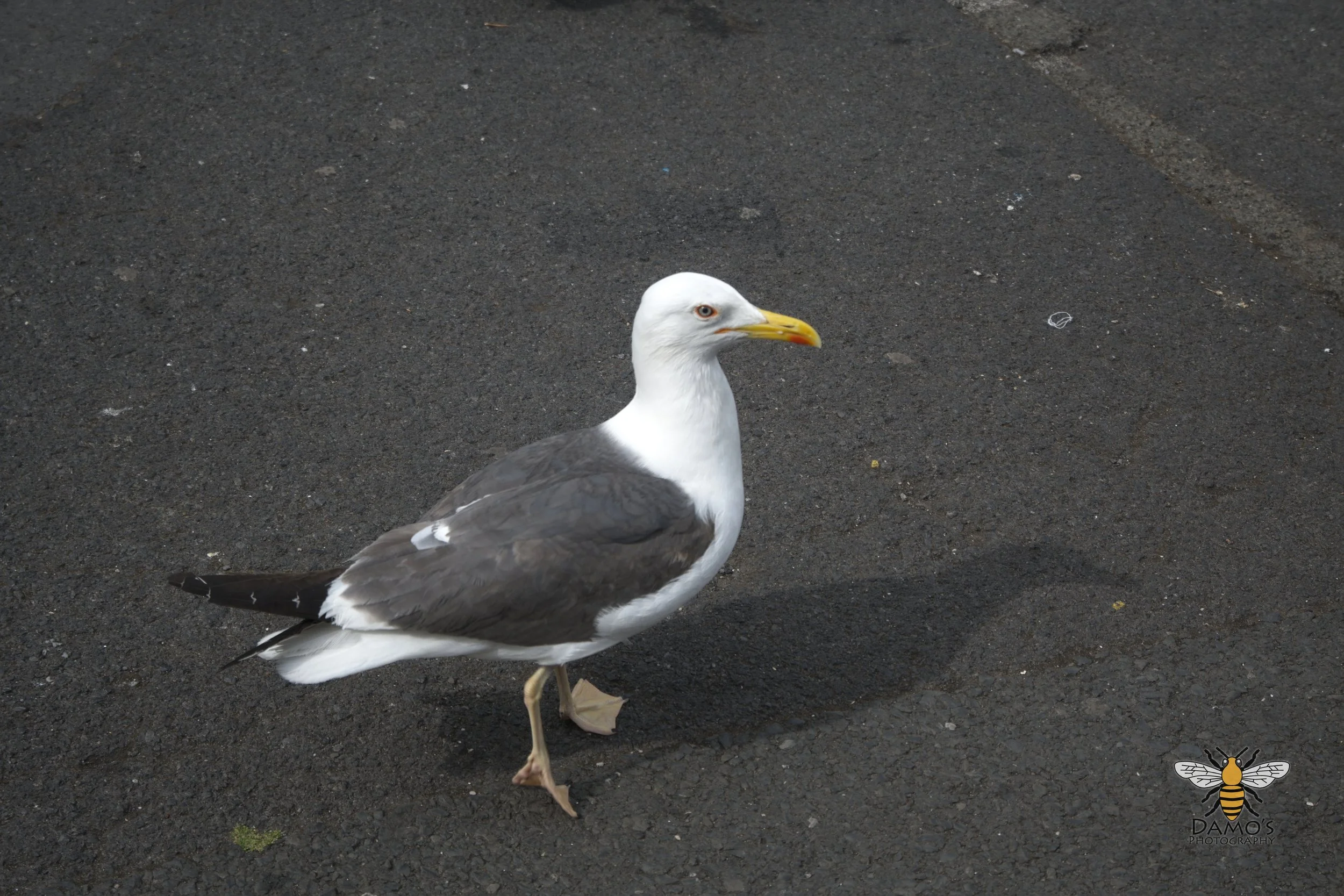 DSC_1677.jpg