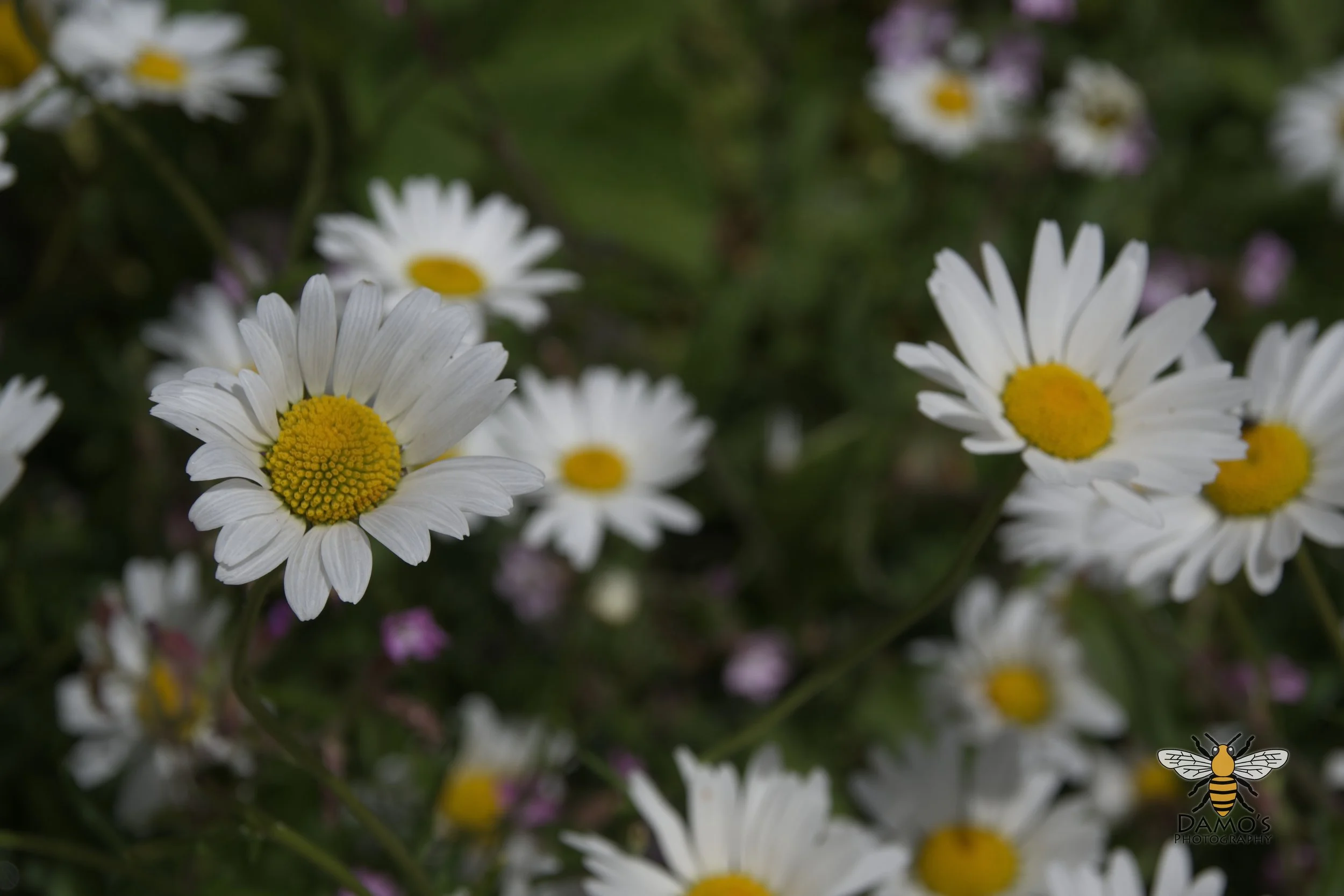 DSC_1528.jpg