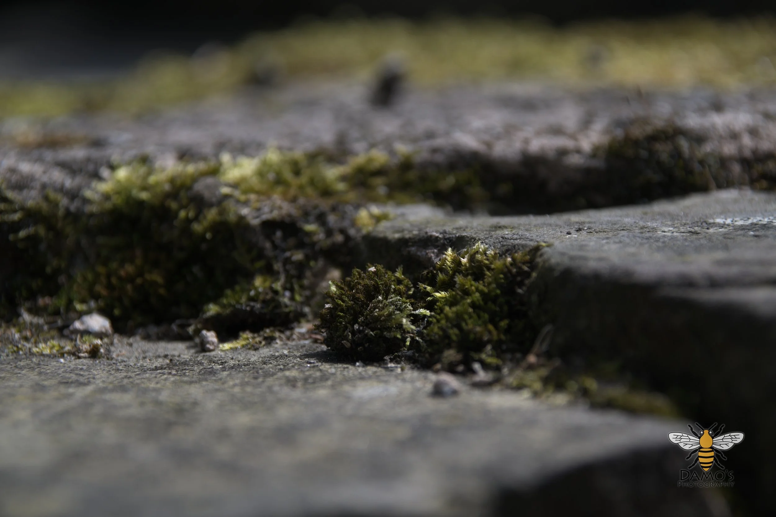 DSC_1530.jpg