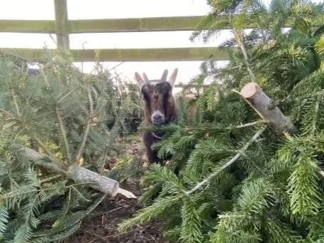 Christmas Tree Recycling: You are kidding!