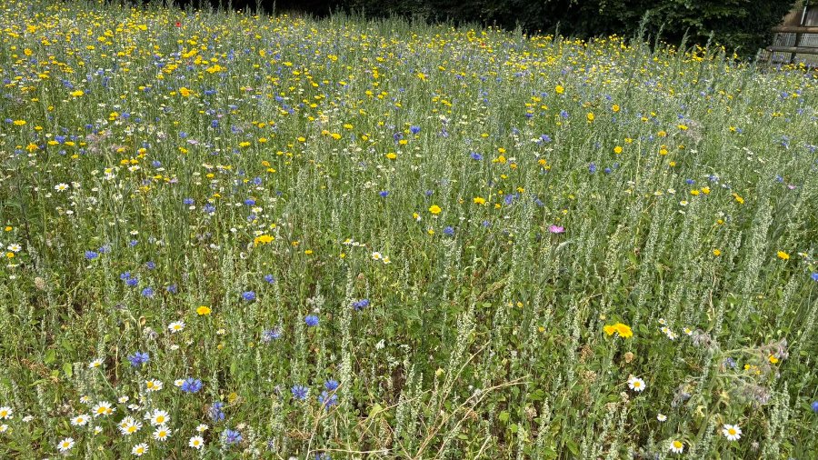 Bromham Community Hub - Wildflower meadow