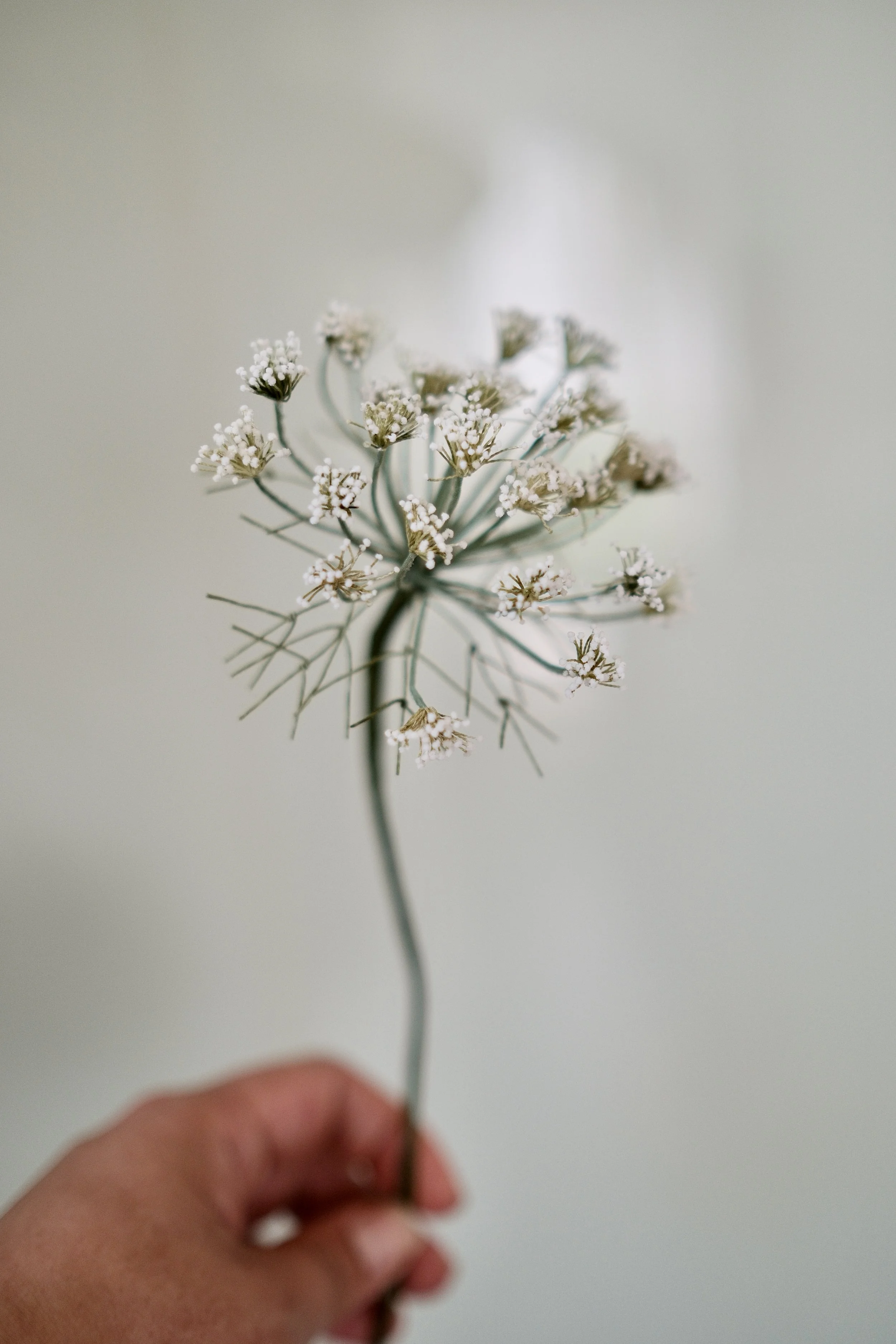 A hand holding a small, delicate white flower with thin green stems against a plain background.