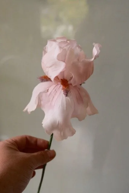 A person holding a pink and white flower, possibly an iris, against a blurred background.