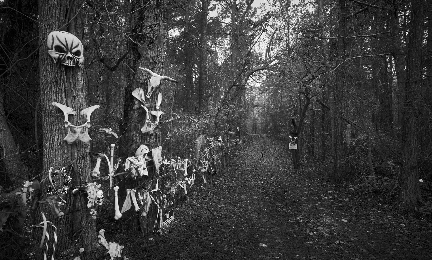 gothic-southern-gothic-landscape-animal-skulls-woods-fine-art-by-kip-dawkins