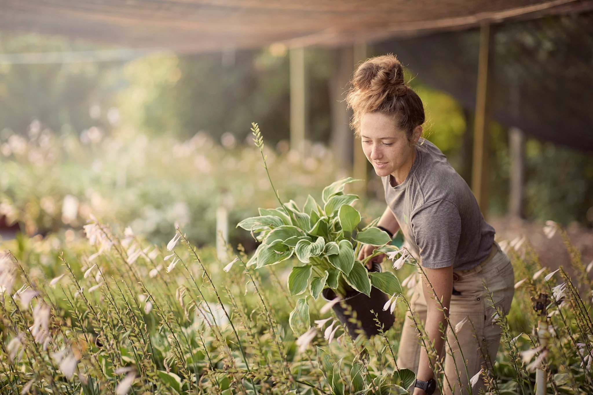 A young woman with red hair in a bun, wearing a gray T-shirt and khaki pants, is holding a potted green and white plant while working among flowering plants in a greenhouse or garden.