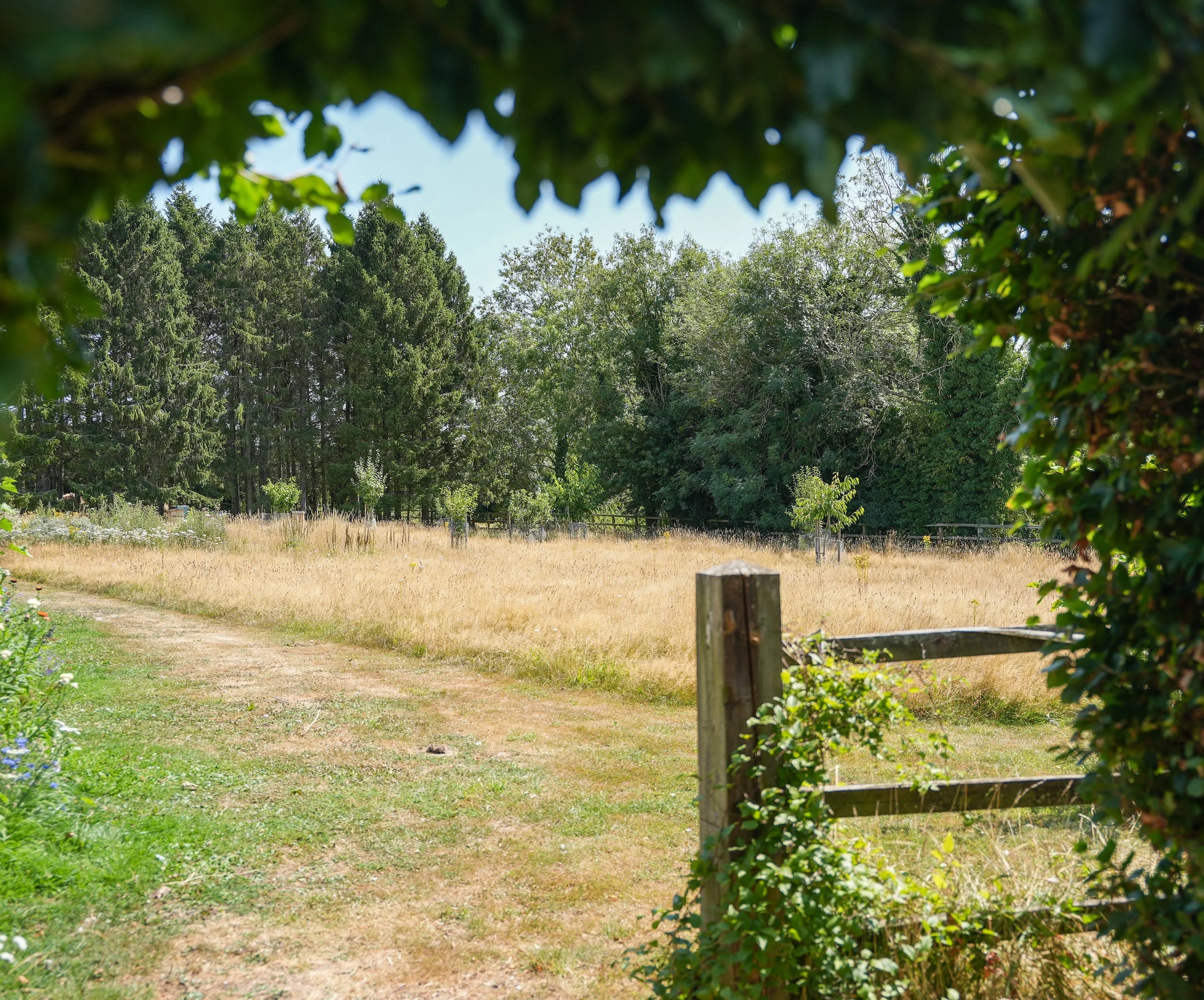 Wooded garden and grassed area surrounded by mature trees and timber fencing.