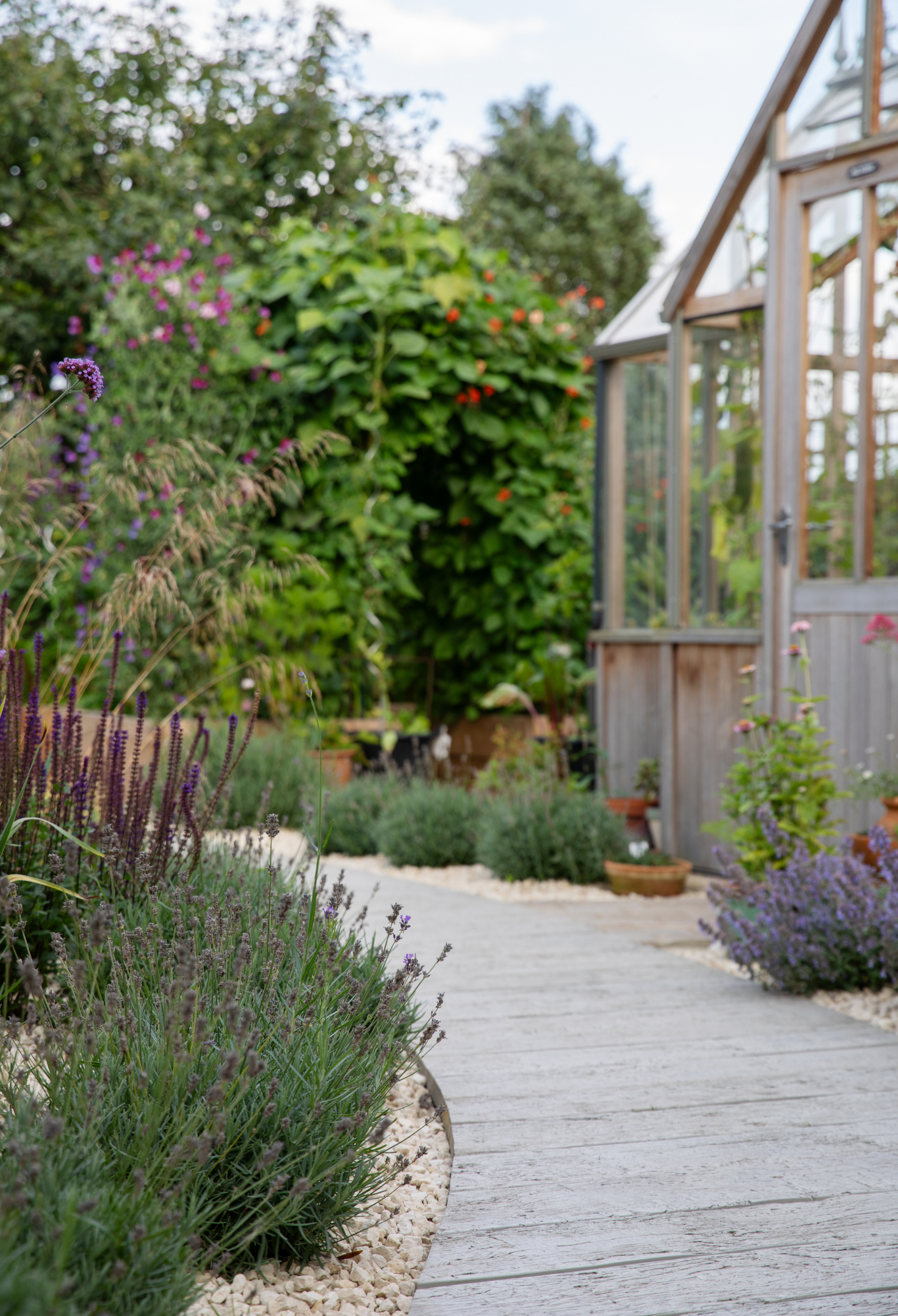 A garden pathway made of wooden planks, lined with purple and green plants, leading to a small greenhouse with glass walls and a wooden frame.