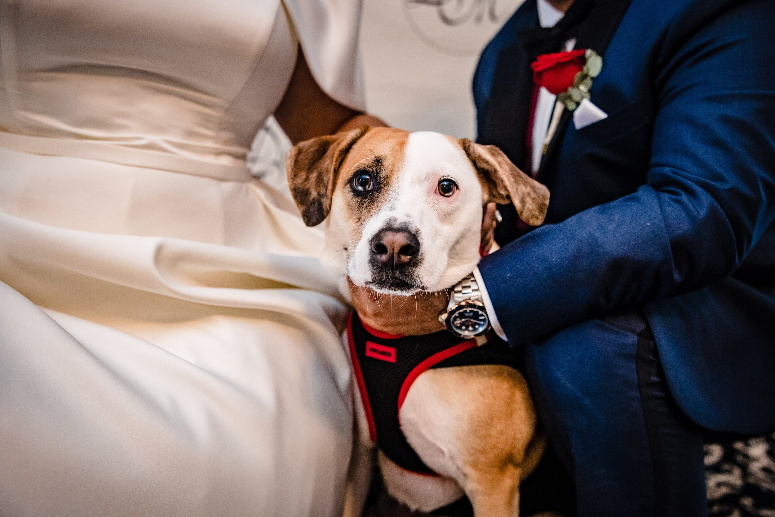 dog-ring-bearer-Davenport-Mansion-Wedding-©-Best-NJ-NYC-Bucks-County-Wedding-Photographer-Daniel Nydick-29.jpg