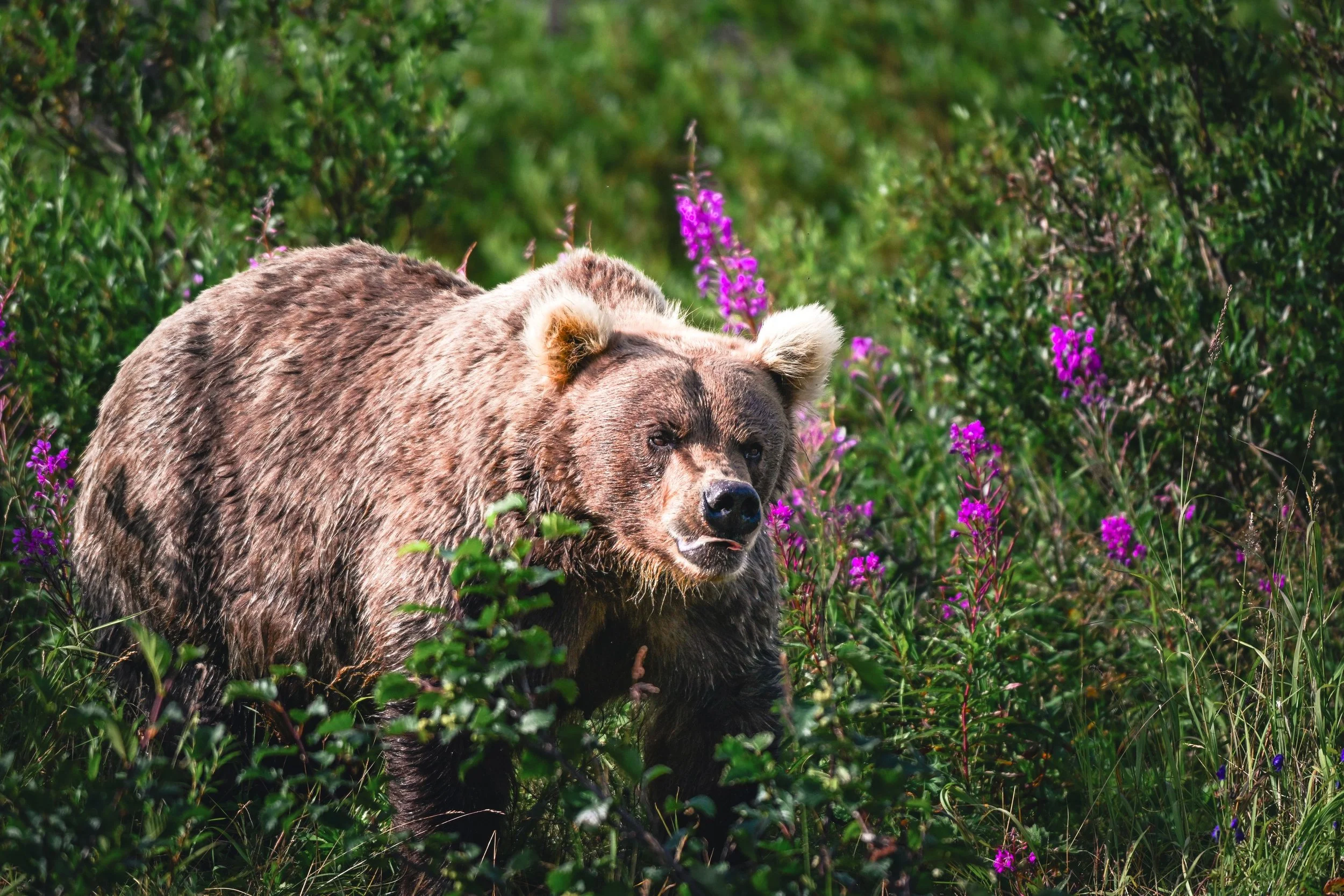 wildlife__2025 ALASKA-1-11.jpg