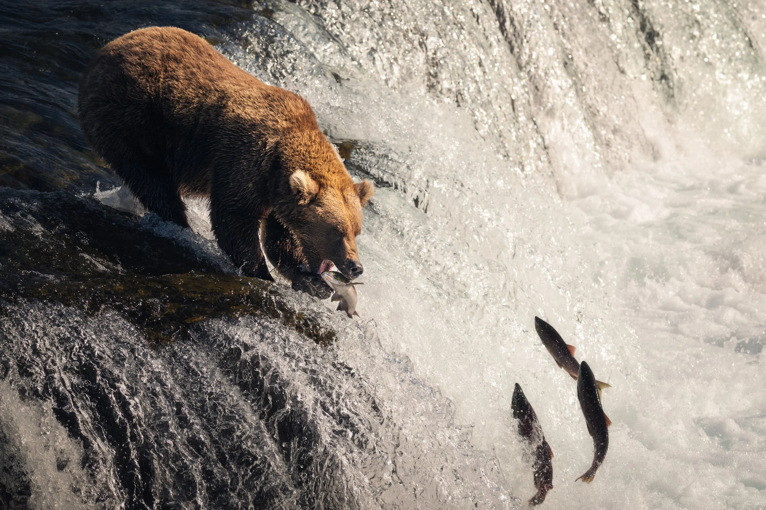 wildlife__2025 ALASKA-1-10.jpg