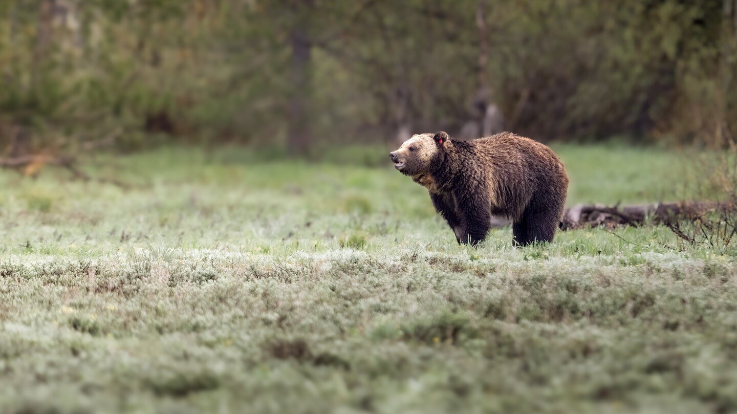 GTNP www.unverzagtimages.com #grandtetonnationalpark #GTNP #wyoming #thatswy #bear #grizzly #grizzlybear #yellowstone