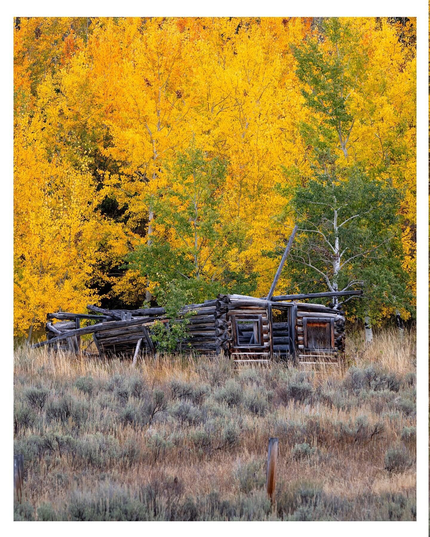 Fall colors taking over. Abandoned cabin framed by golden aspens. #MontanaInTheMountainWest

#FallColors #Aspens #RusticMontana #CabinView #MountainWest #LandscapePhotography #MontanaLife #AbandonedPlaces #NatureScenes #AutumnDays