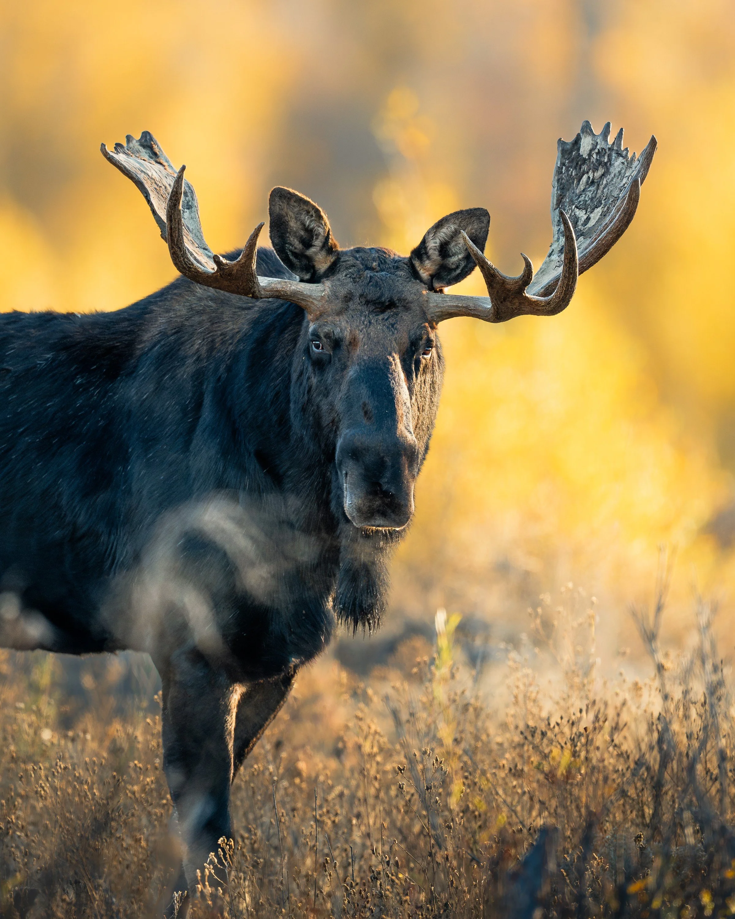 wildlife__2025 Moose Grand Teton-4-2.jpg