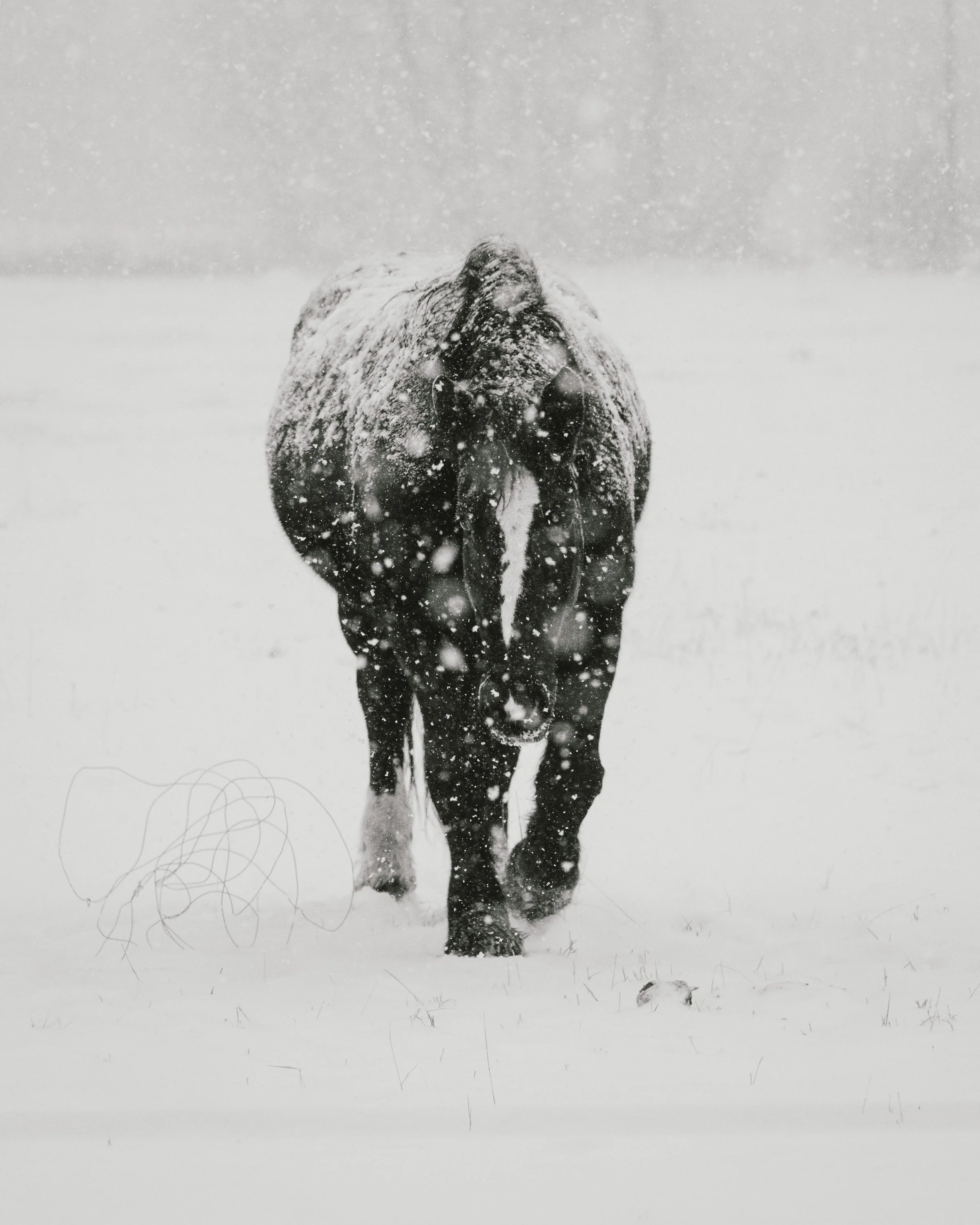 agriculture__2025 Winter Storm Black and White-2-2.jpg