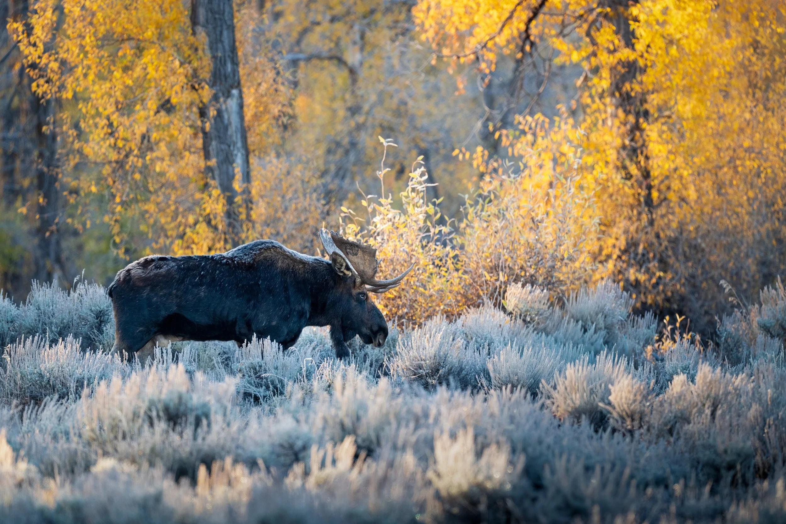 wildlife__2025 Moose Grand Teton-10.jpg