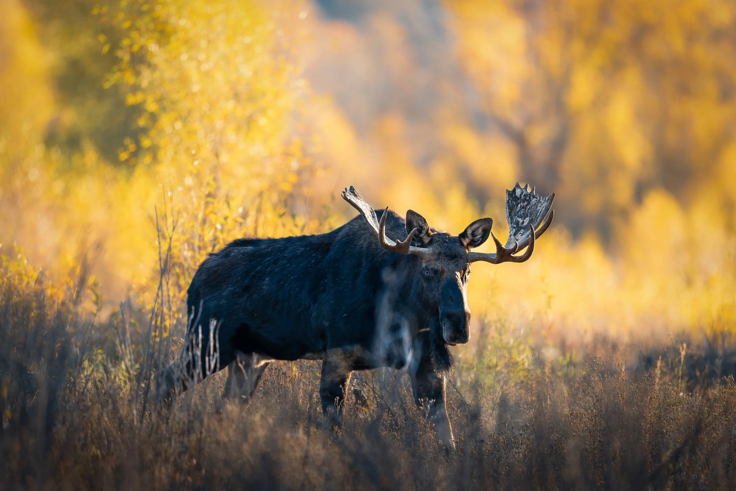 wildlife__2025 Moose Grand Teton-1-3.jpg