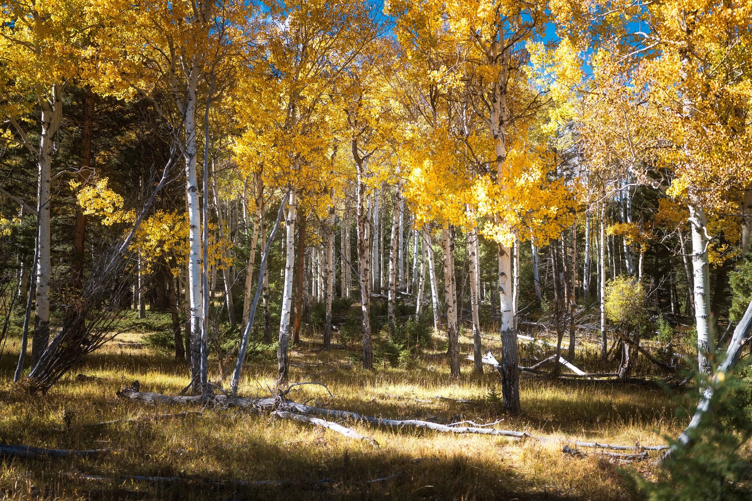 landscapes__2025 Grand Teton Fall-1-3.jpg