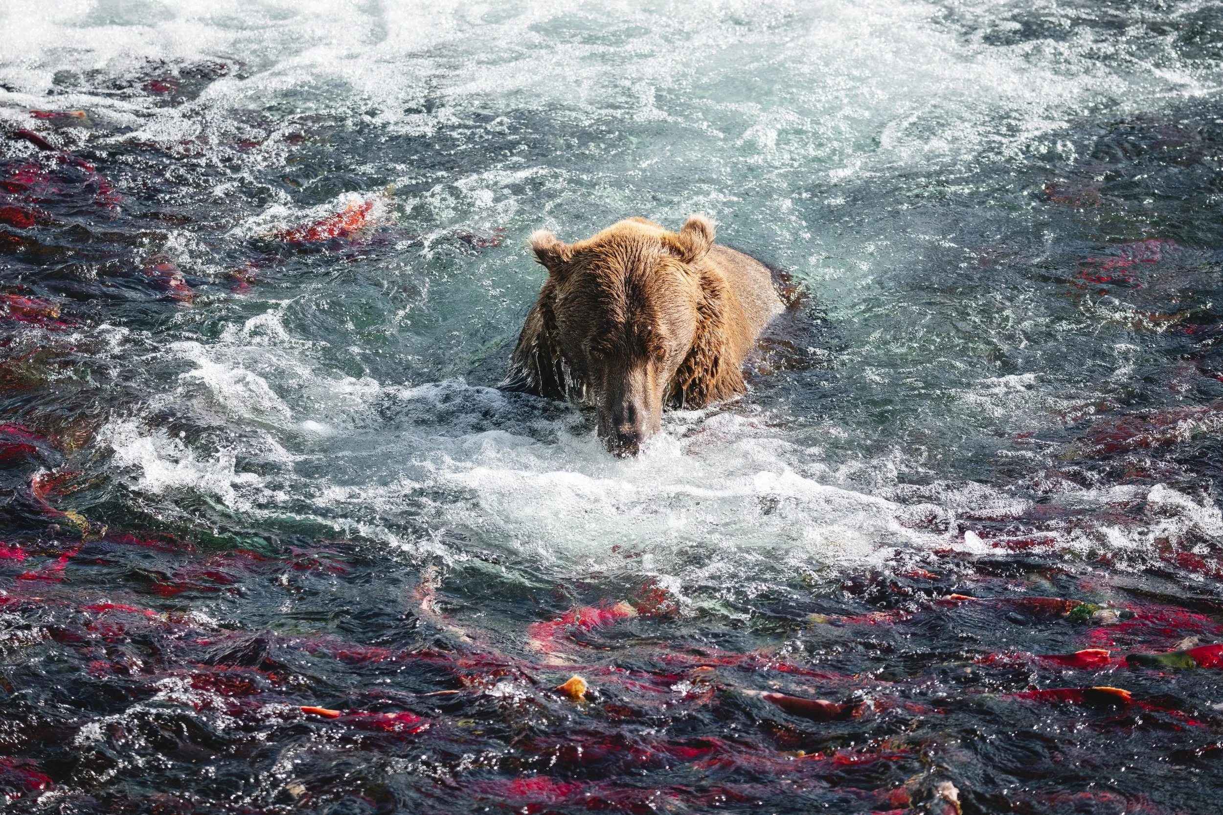 wildlife__2025 ALASKA-1-8.jpg
