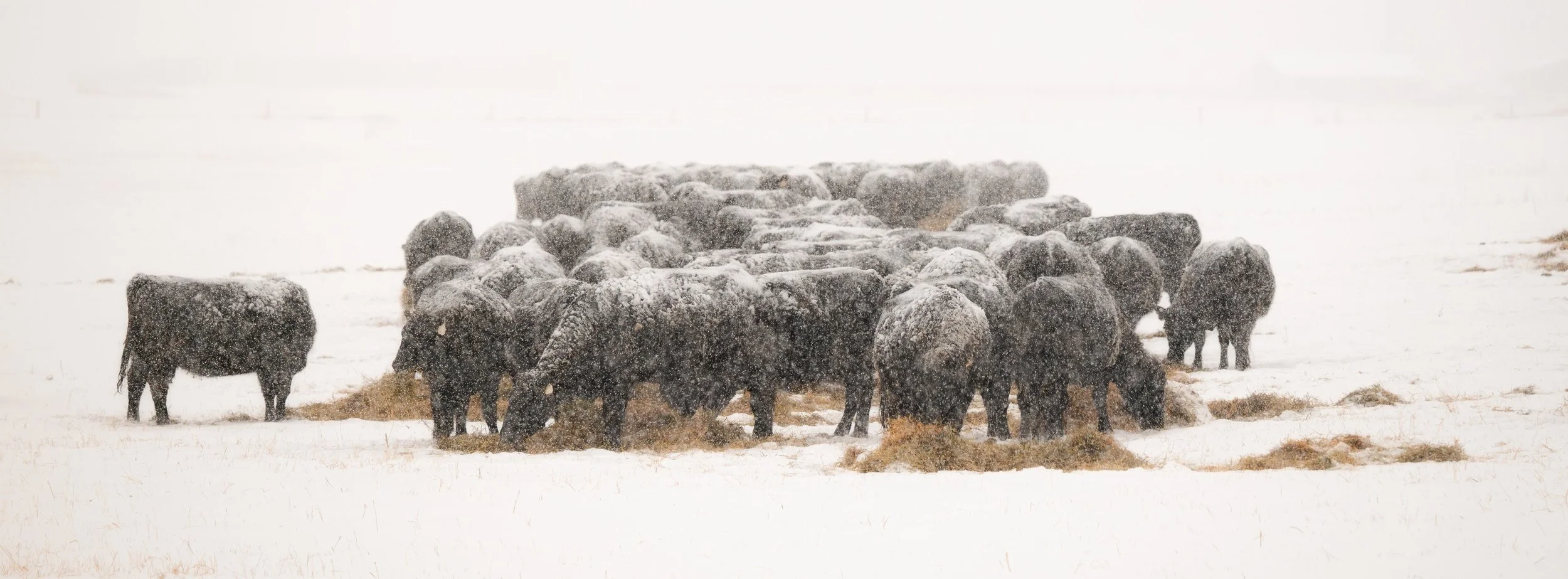 agriculture__2025 Winter Storm Agriculture-1-2.jpg