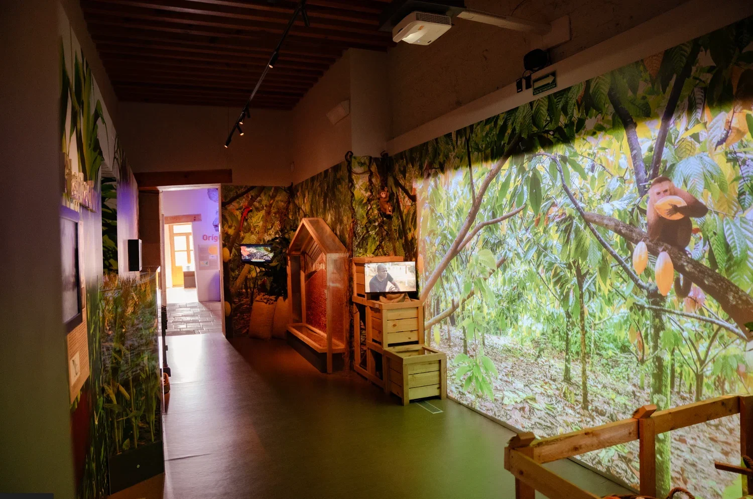 Plantación de cacao en museo del chocolate ciudad de México