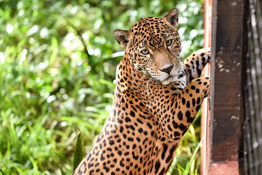Animales nativos en Museo Choco-Story Uxmal