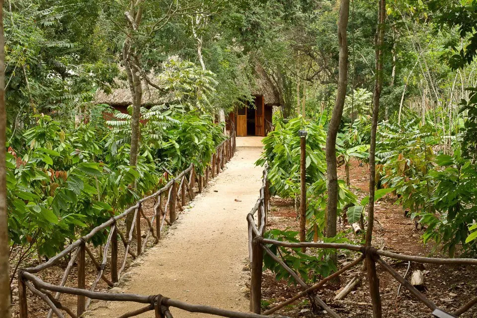 Plantación de cacao Uxmal