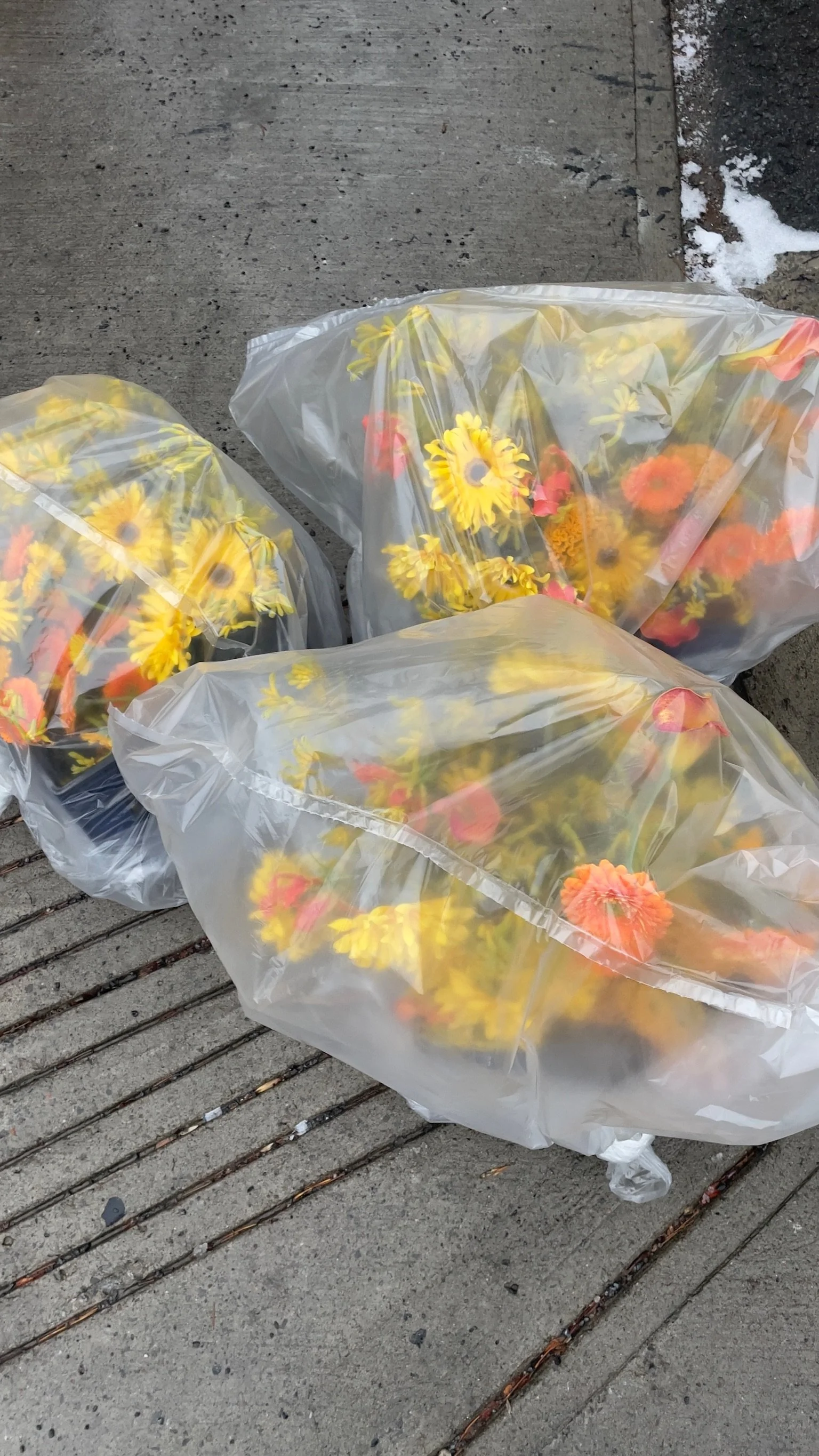 Flori Flora X Locali